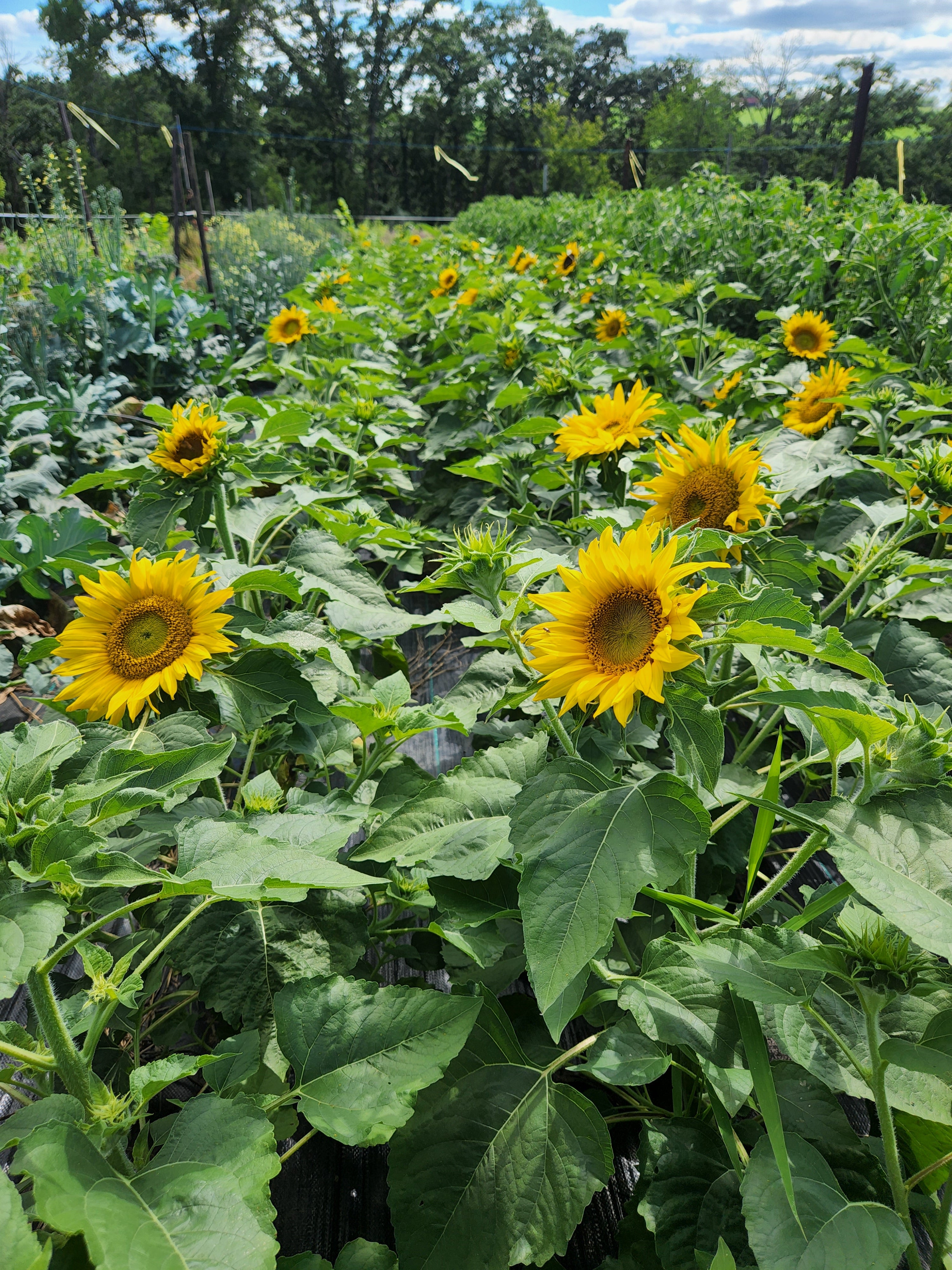 Jerusalem Dwarf Sunflower - Organic