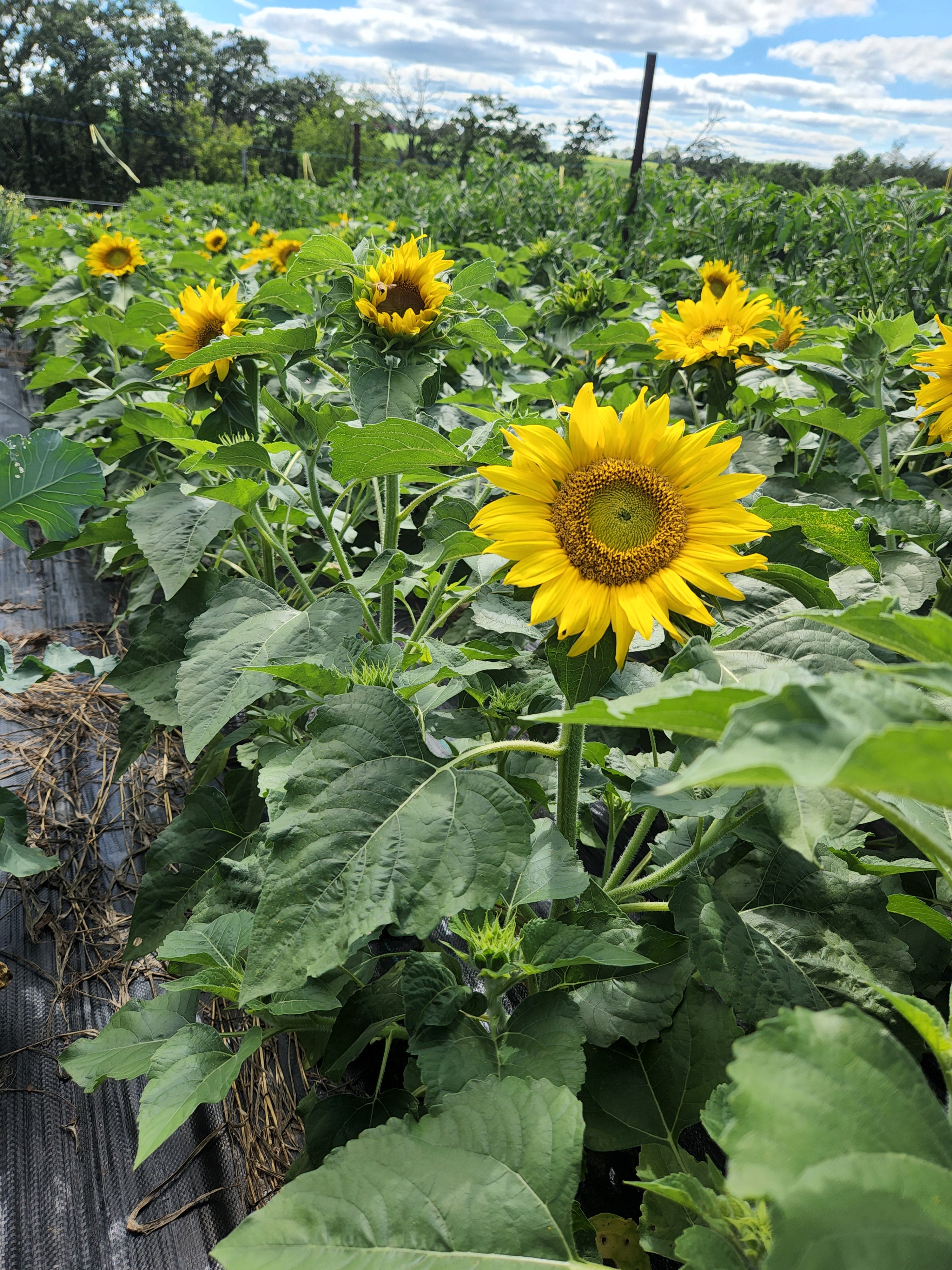 Jerusalem Dwarf Sunflower - Organic