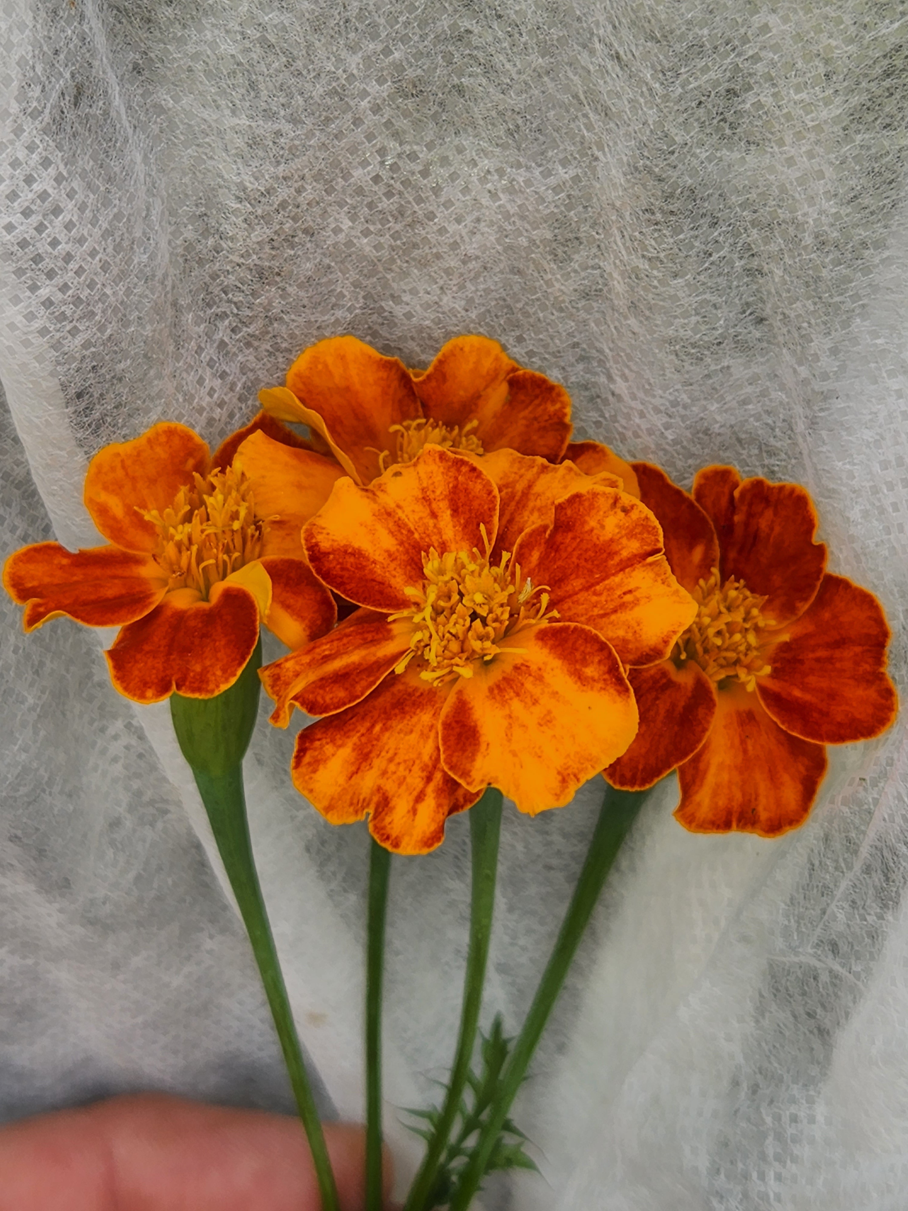 Carolyn's Gem Marigold - Organic