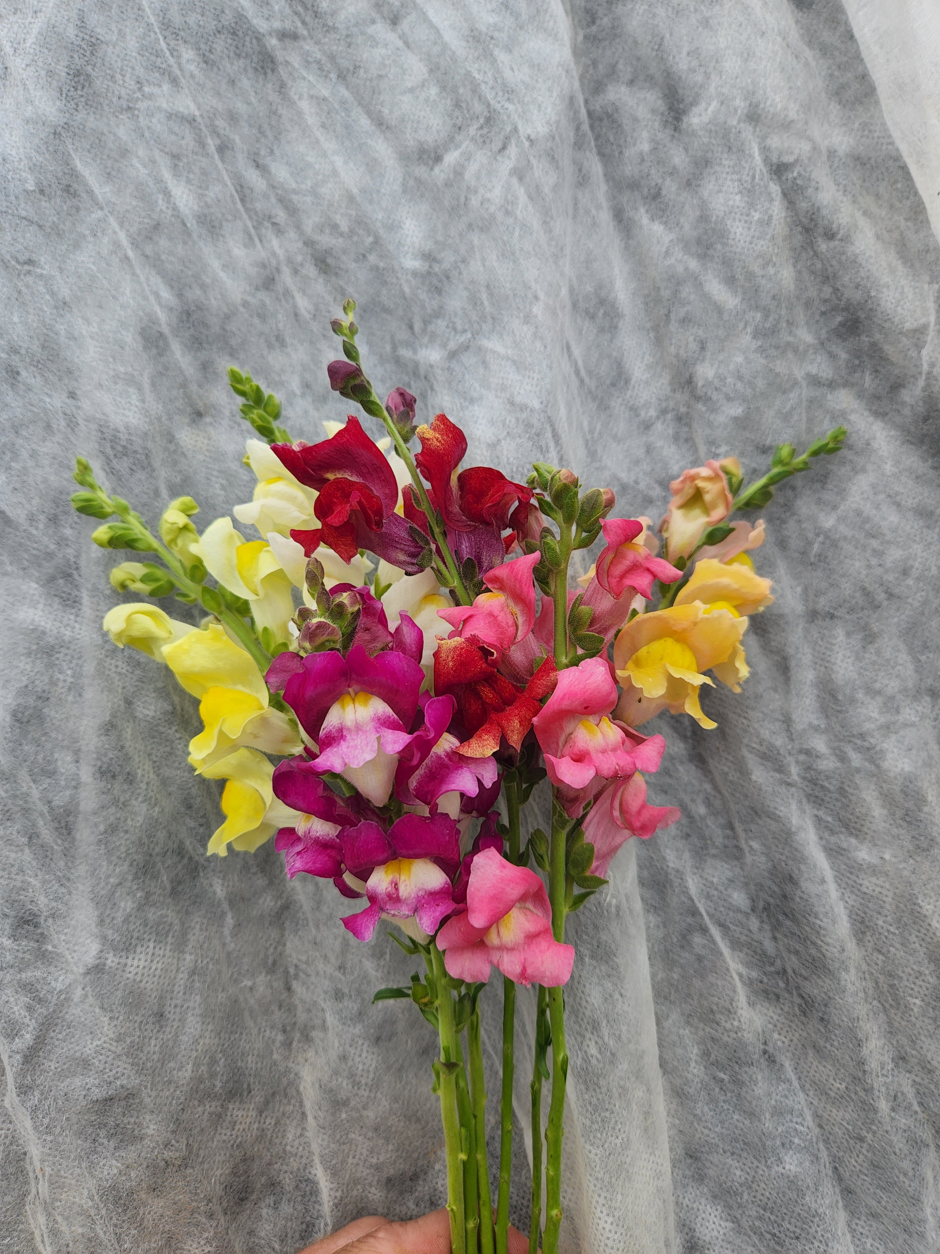 Tall Maximum Mix Snapdragon - Organic