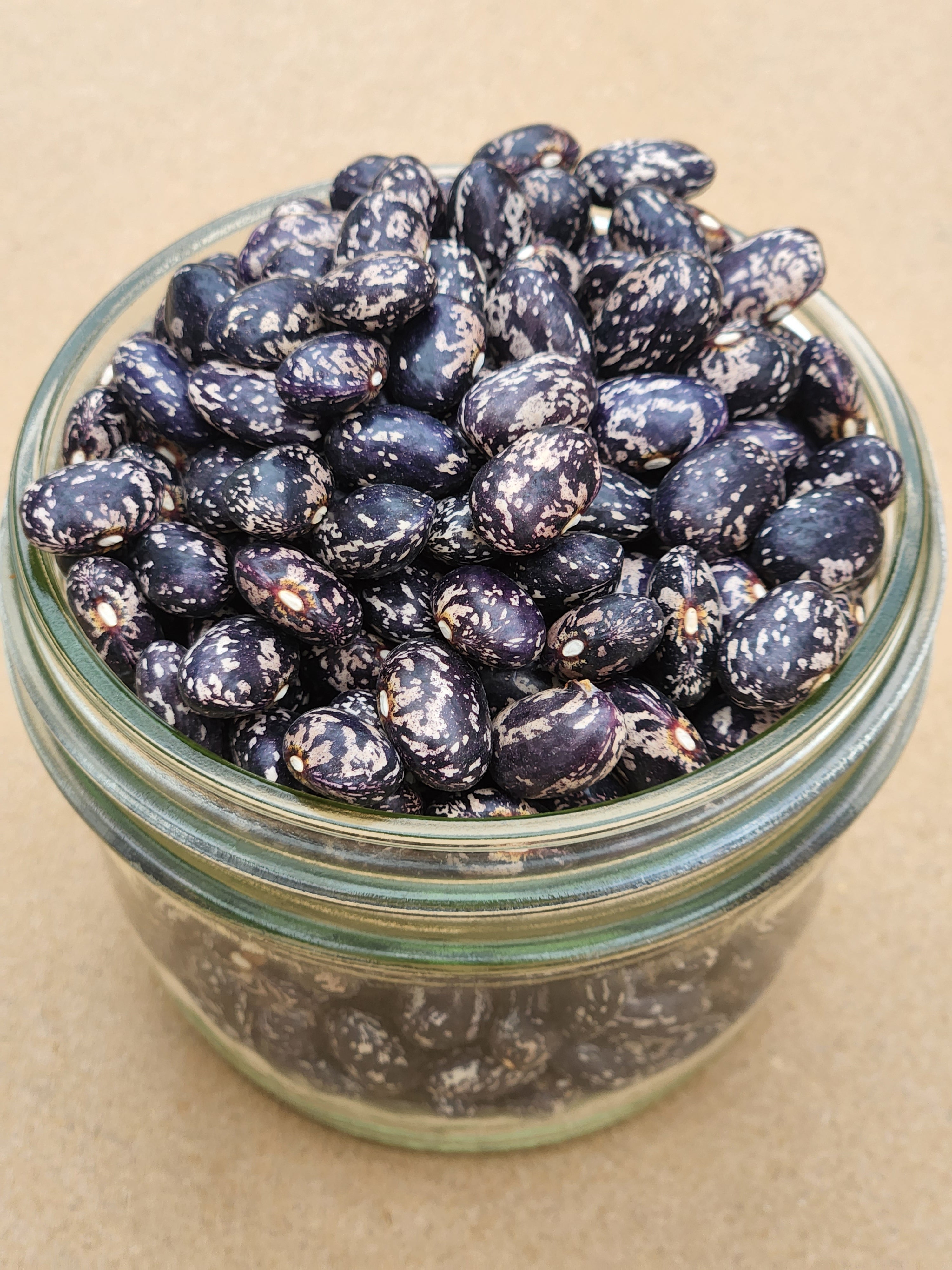 Galaxy Dry Bean - Organic