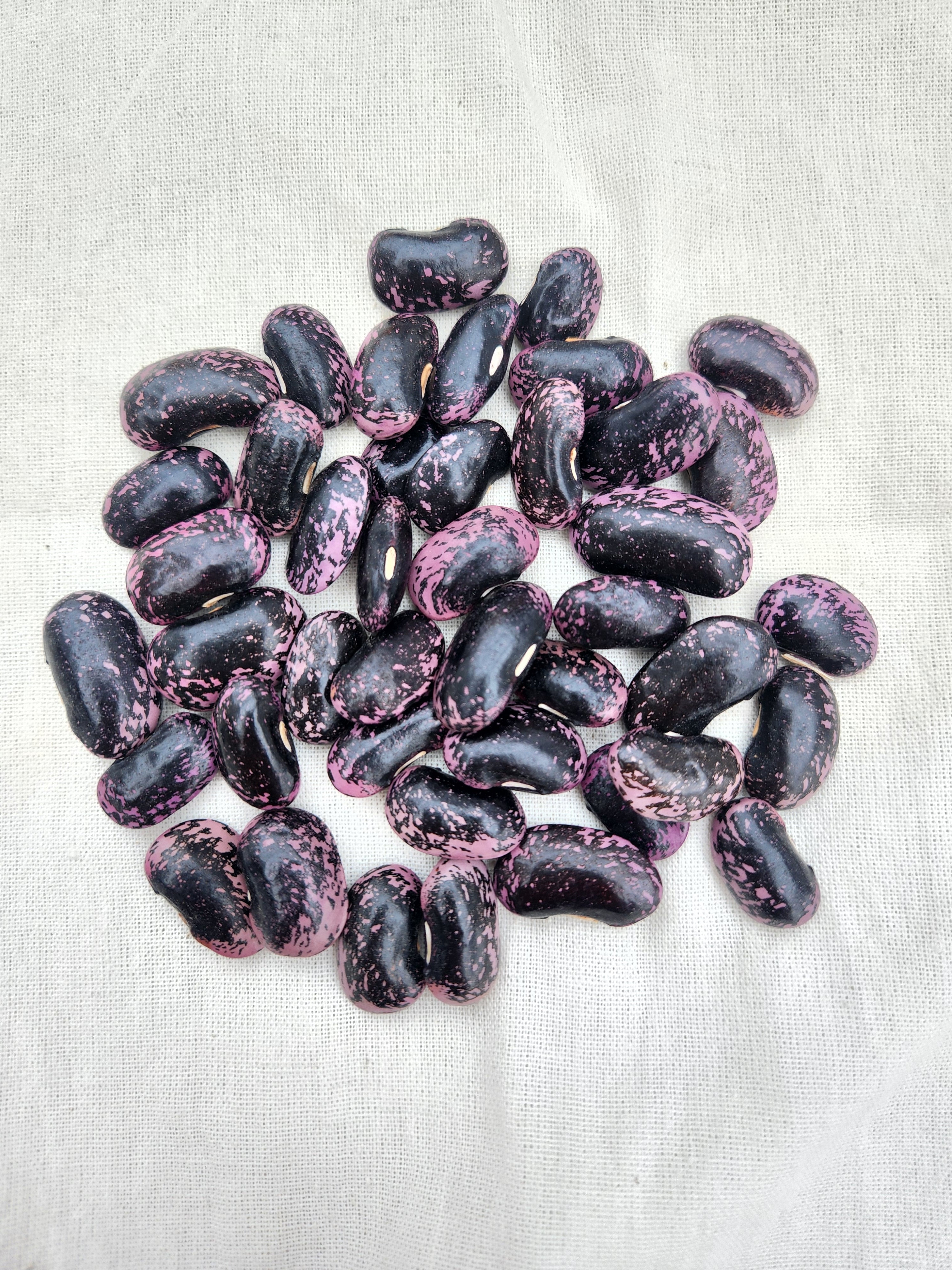 Scarlet Runner Bean - Organic