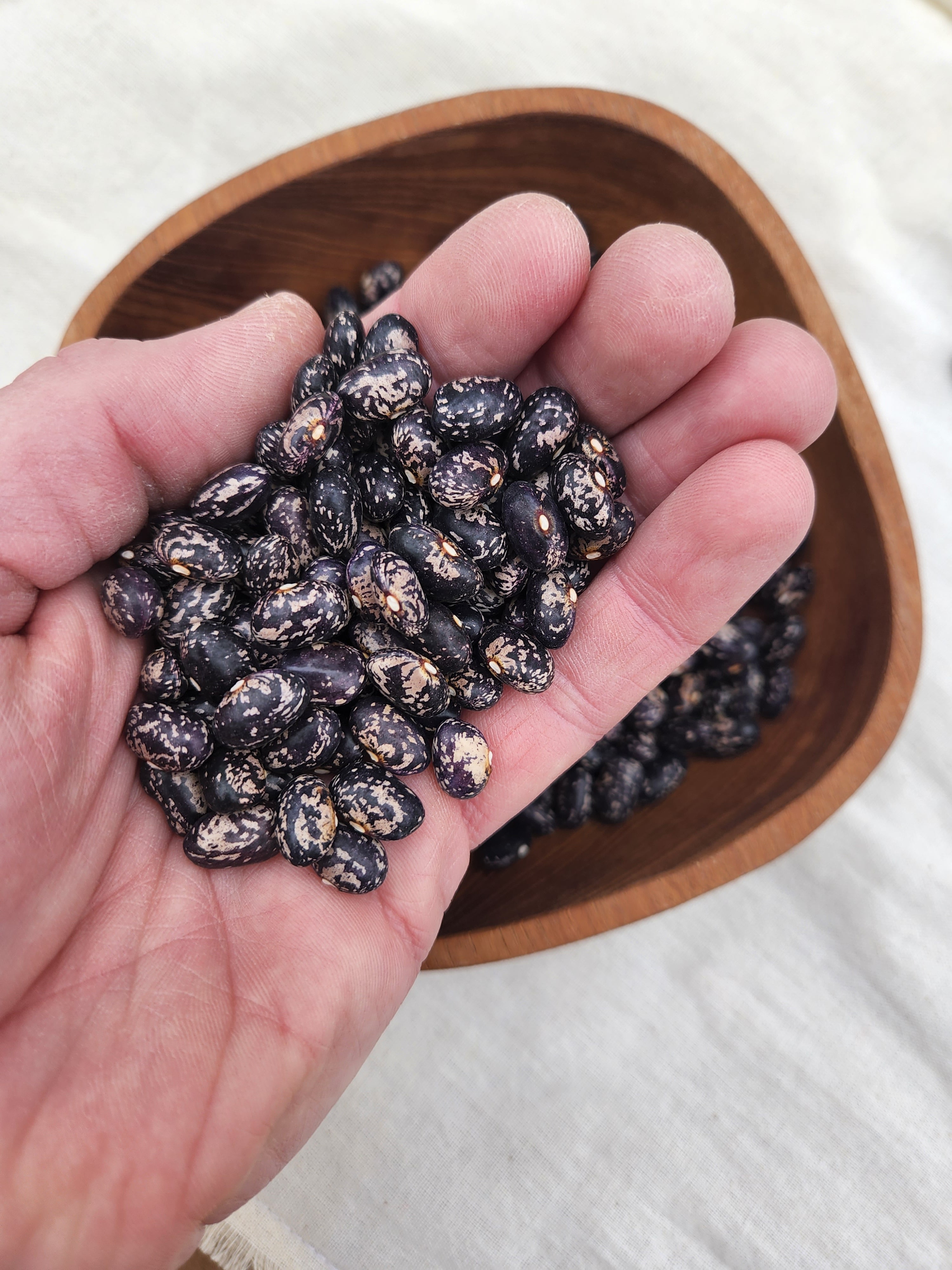 Galaxy Dry Bean - Organic