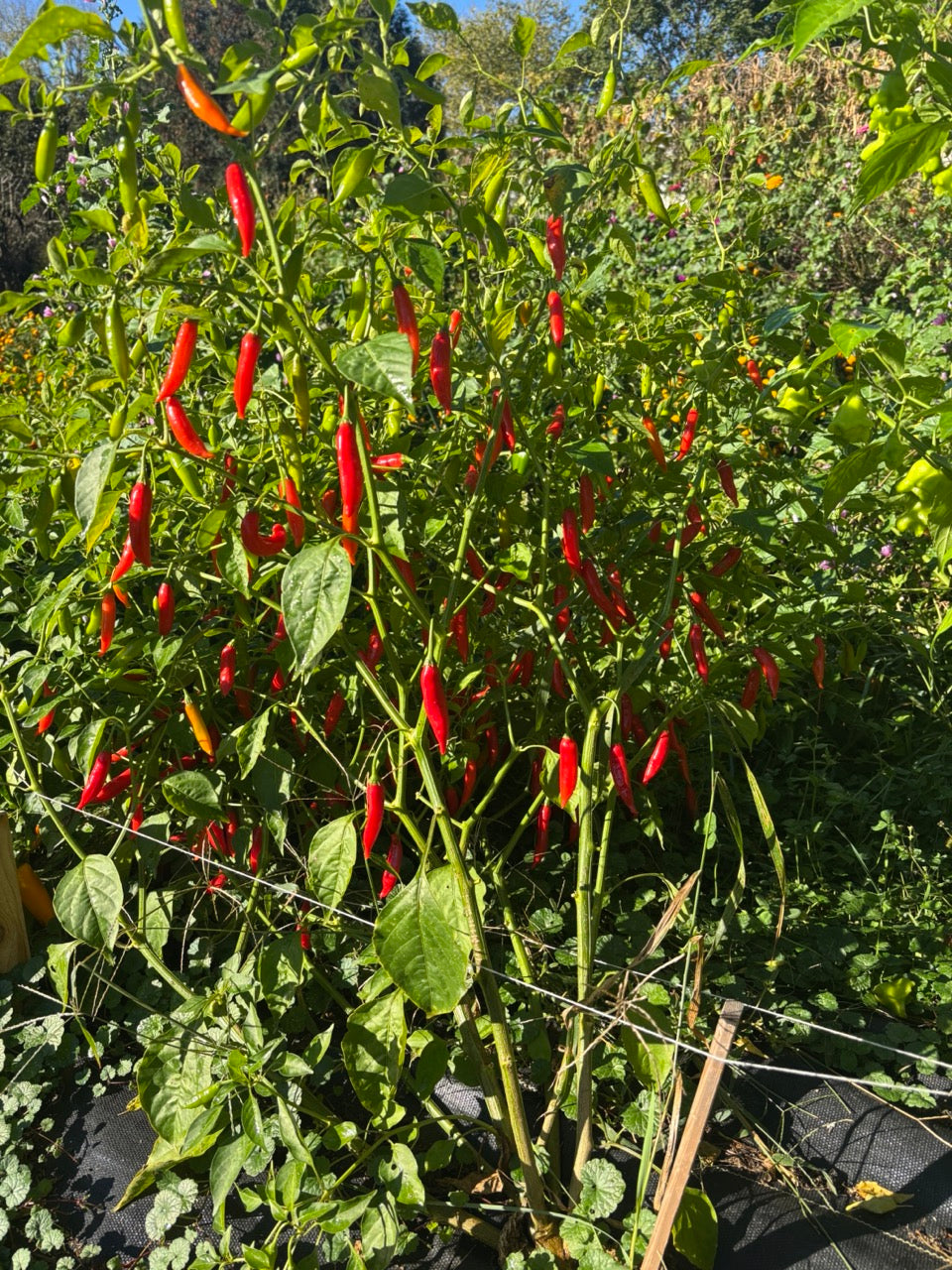 Aji Bruja Hot Pepper - Organic