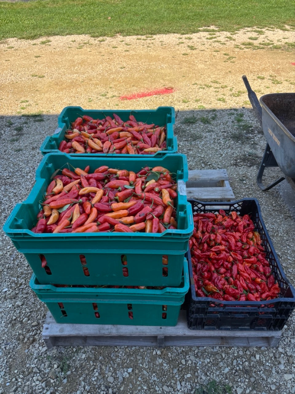 Aji Cristal Heirloom Hot Pepper - Organic