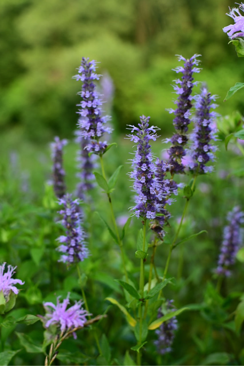 Anise Hyssop Native Prairie Forb - Organic