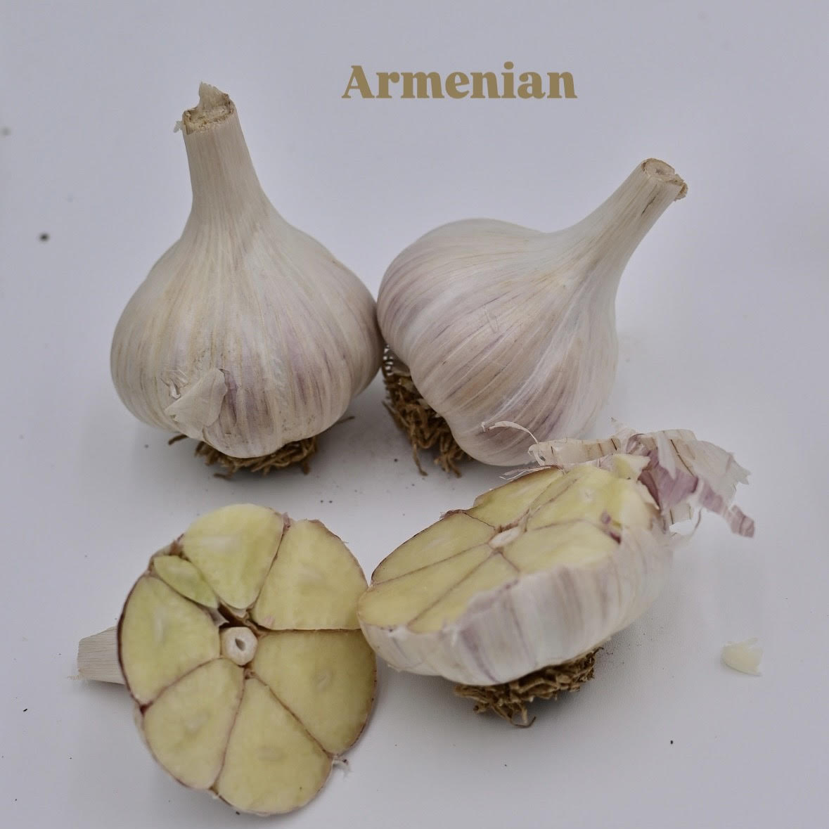 Armenian Organic Porcelain Garlic