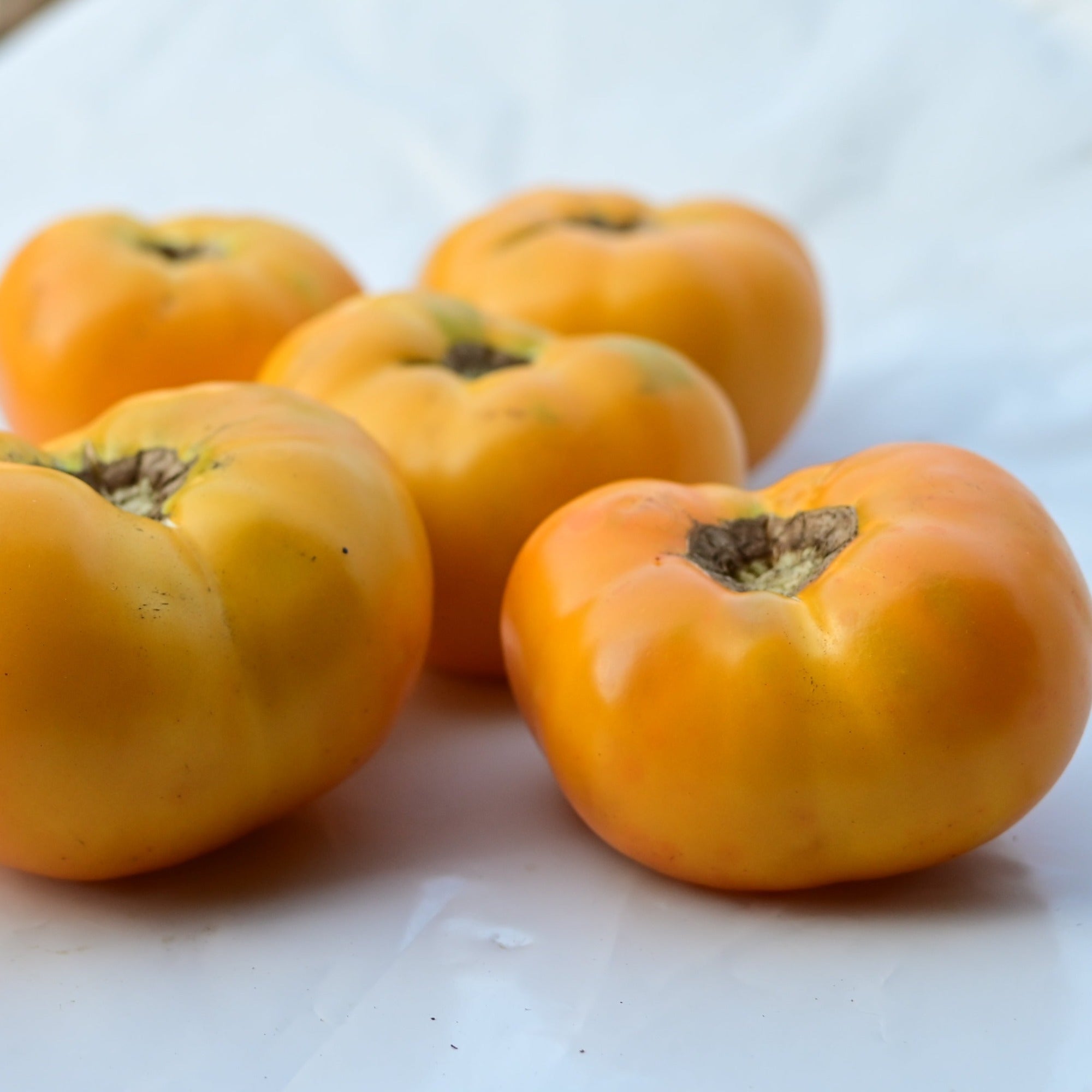 Azoychka Yellow Slicer Heirloom Tomato