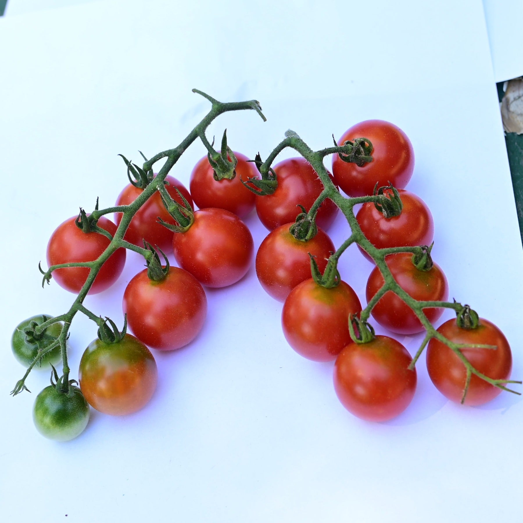 Two trusses of be-my-baby cherry tomatoes against a white background