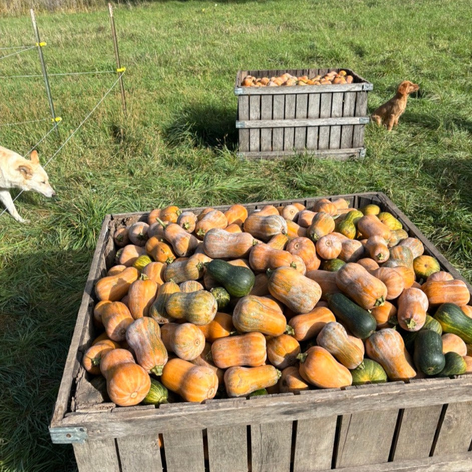 Large bin with honeynut squash and dogs in background