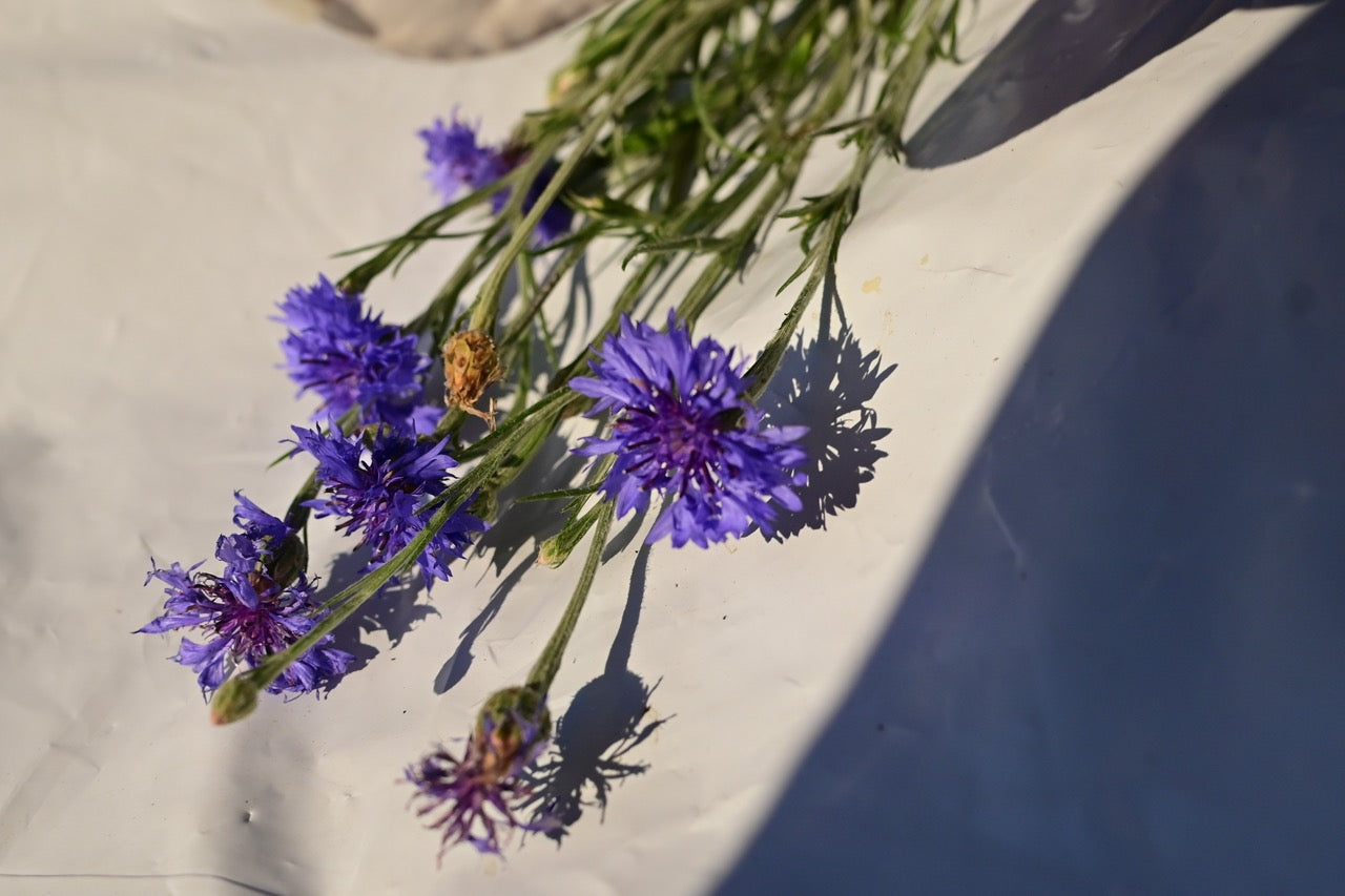 Blue Boy Bachelor's Button Flower - Organic