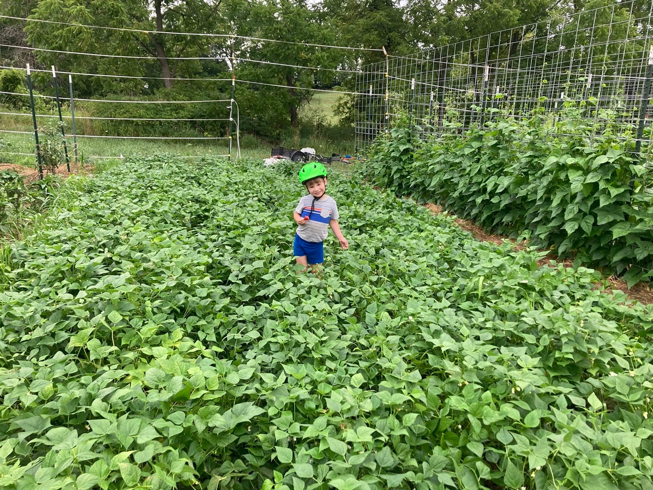 UC Tiger's Eye Disease Resistant Dry Bean