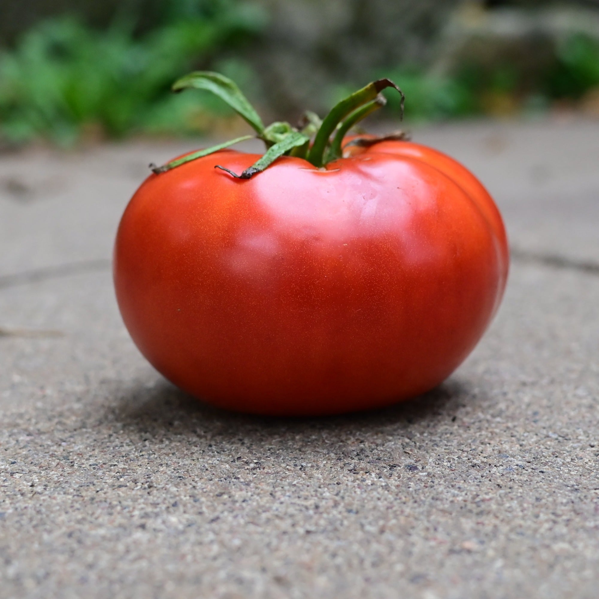 Brandywine Off-the-Vine Premium Red Heirloom Tomato