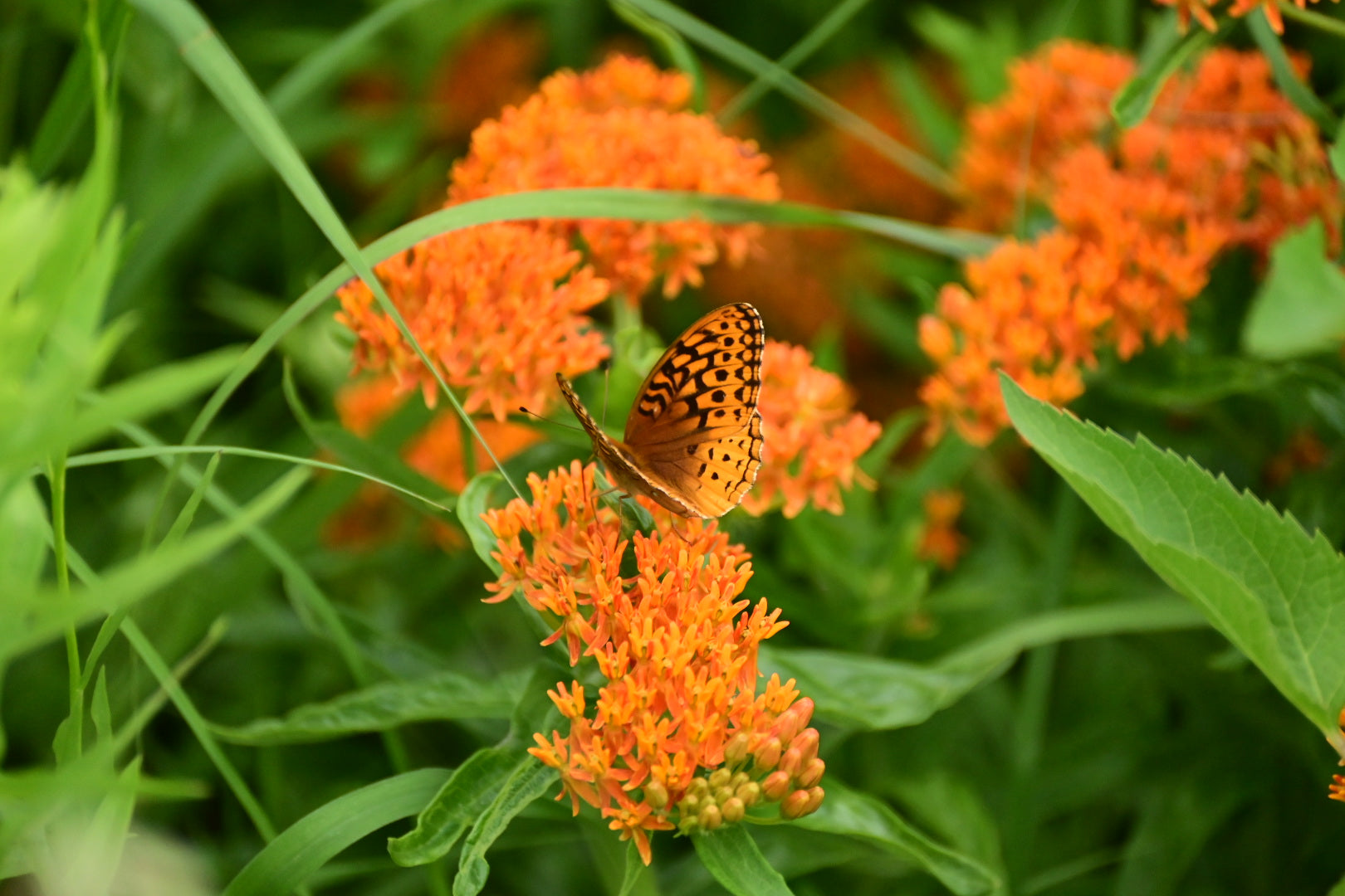 Butterfly Weed Native Prairie Milkweed - Organic