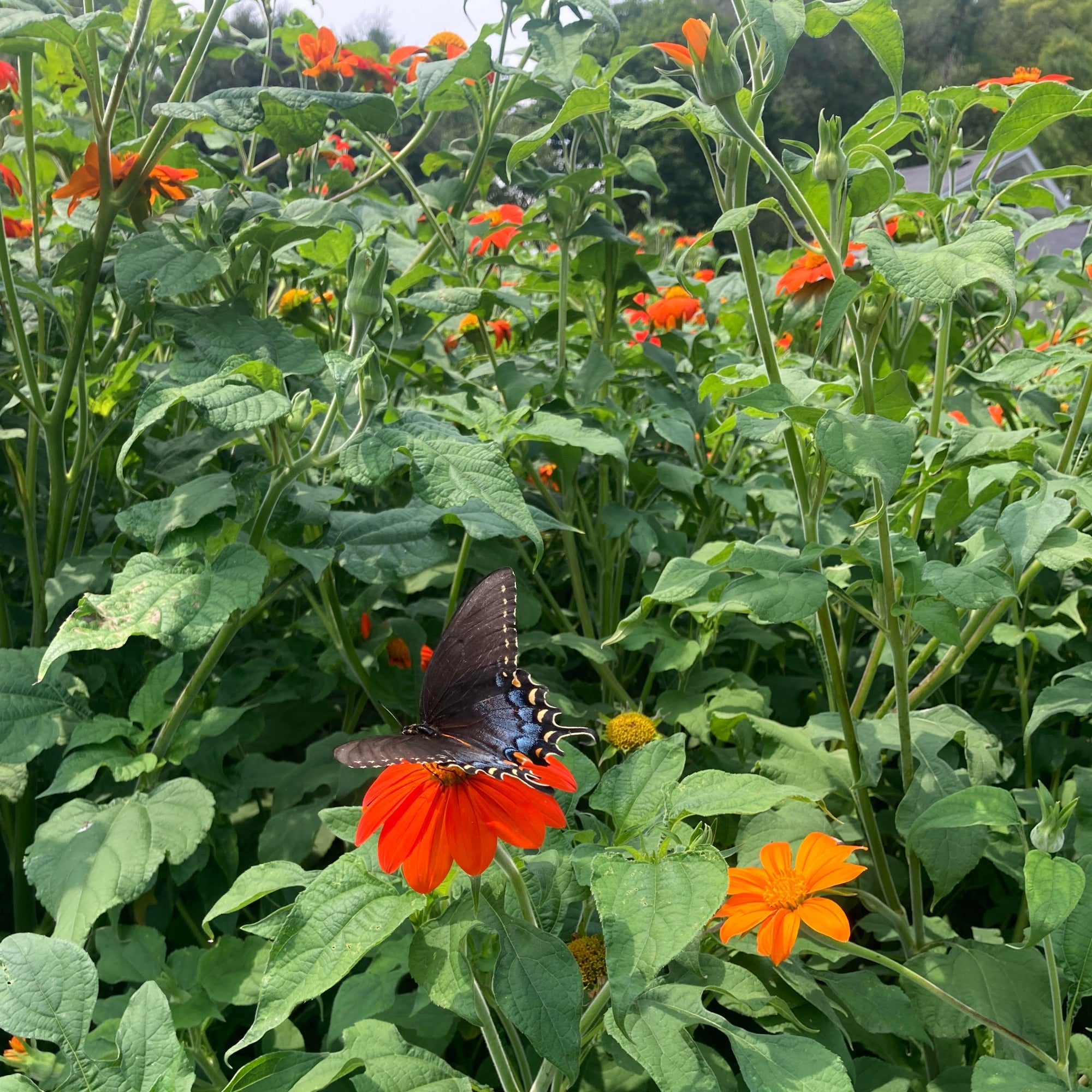 A picture of a dark morph swallowtail butterfly on a tithonia bloom