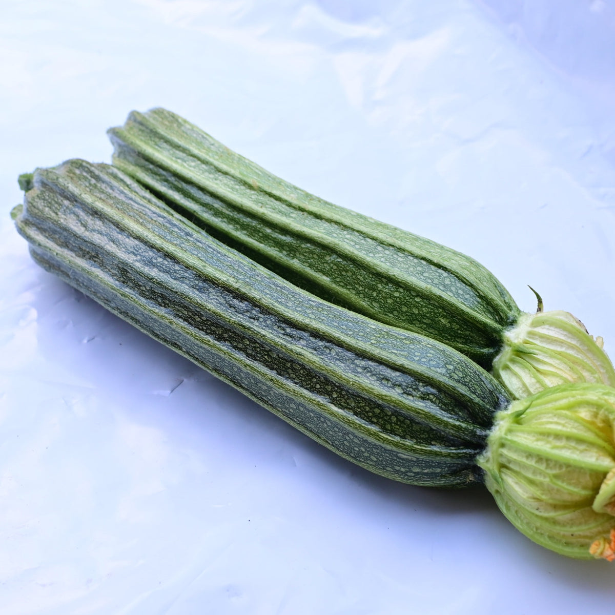 CostataRomanescoZucchini_1200x