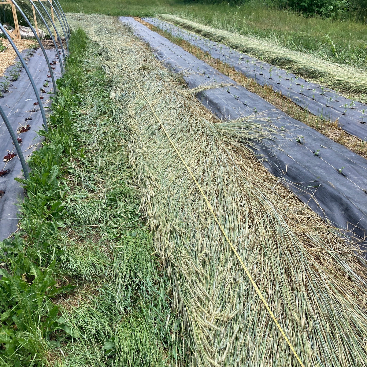 Cereal Rye Organic Winter Cover Crop