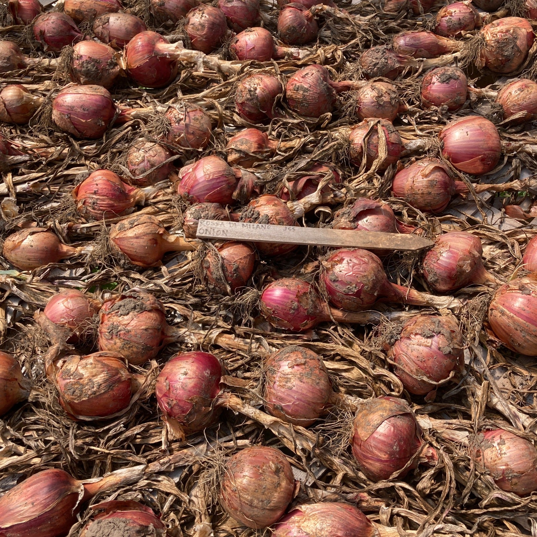 Rossa di Milano Red Onions curing after harvest