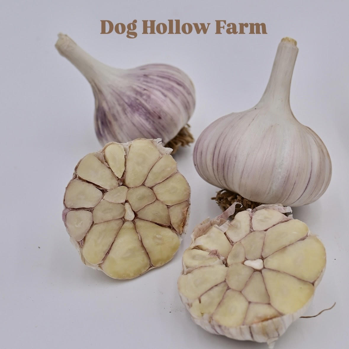 Dog Hollow Farm Red Striped Organic Garlic