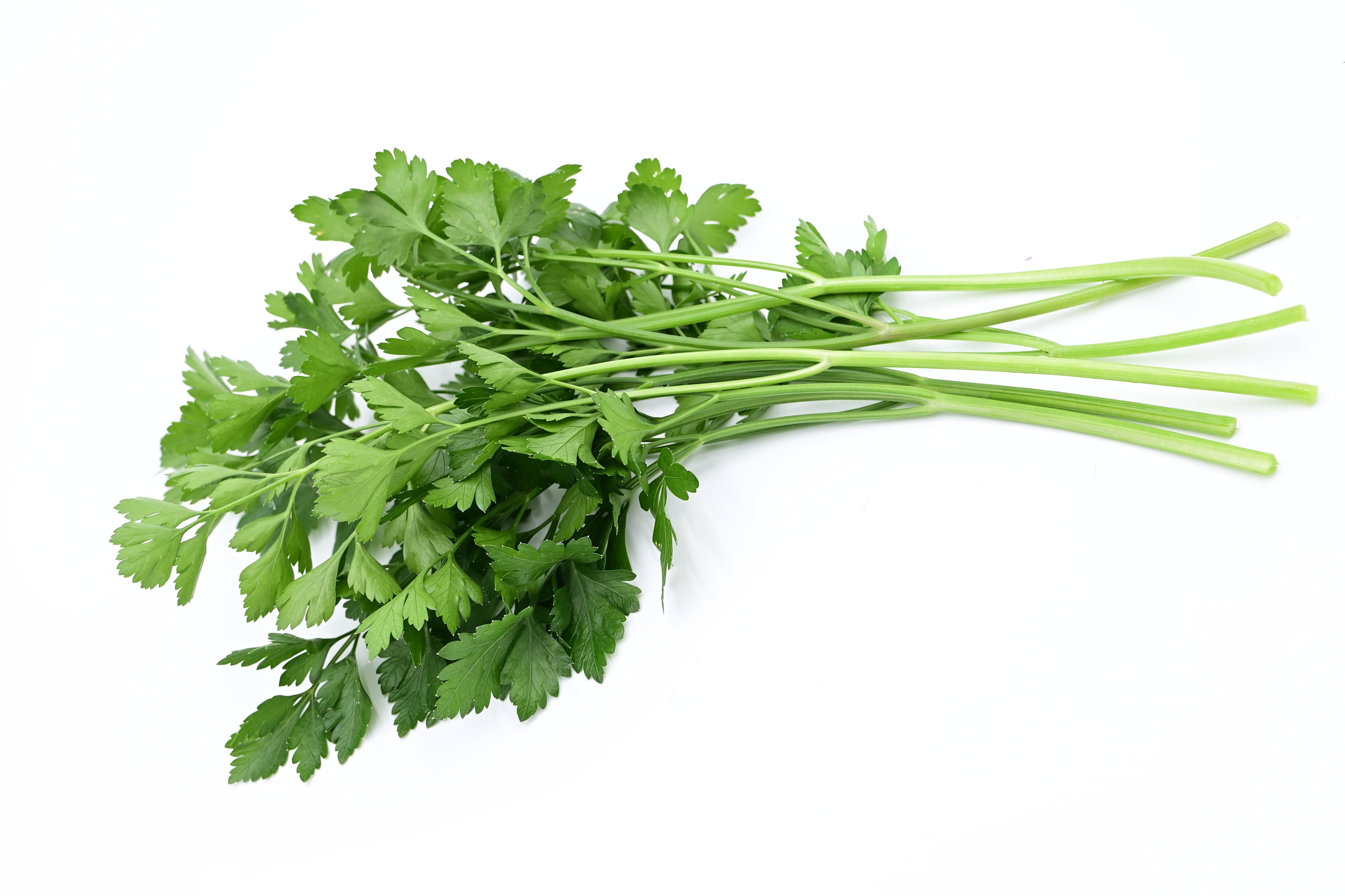 Italian Giant Heirloom Parsley - Organic