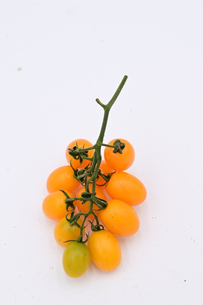 Yellow Datterino Heirloom Italian Grape Tomato - Organic