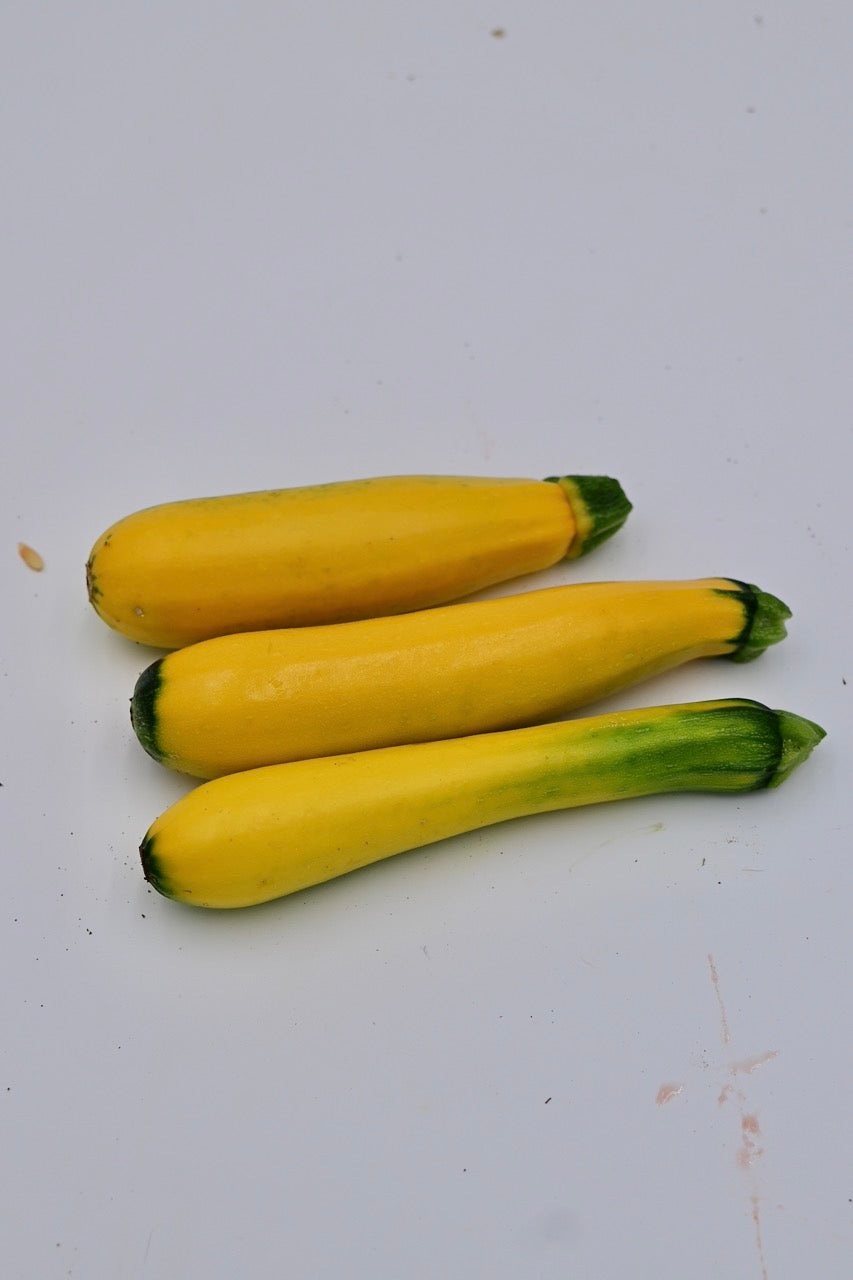 Rheinau Gold Yellow Zucchini - Organic