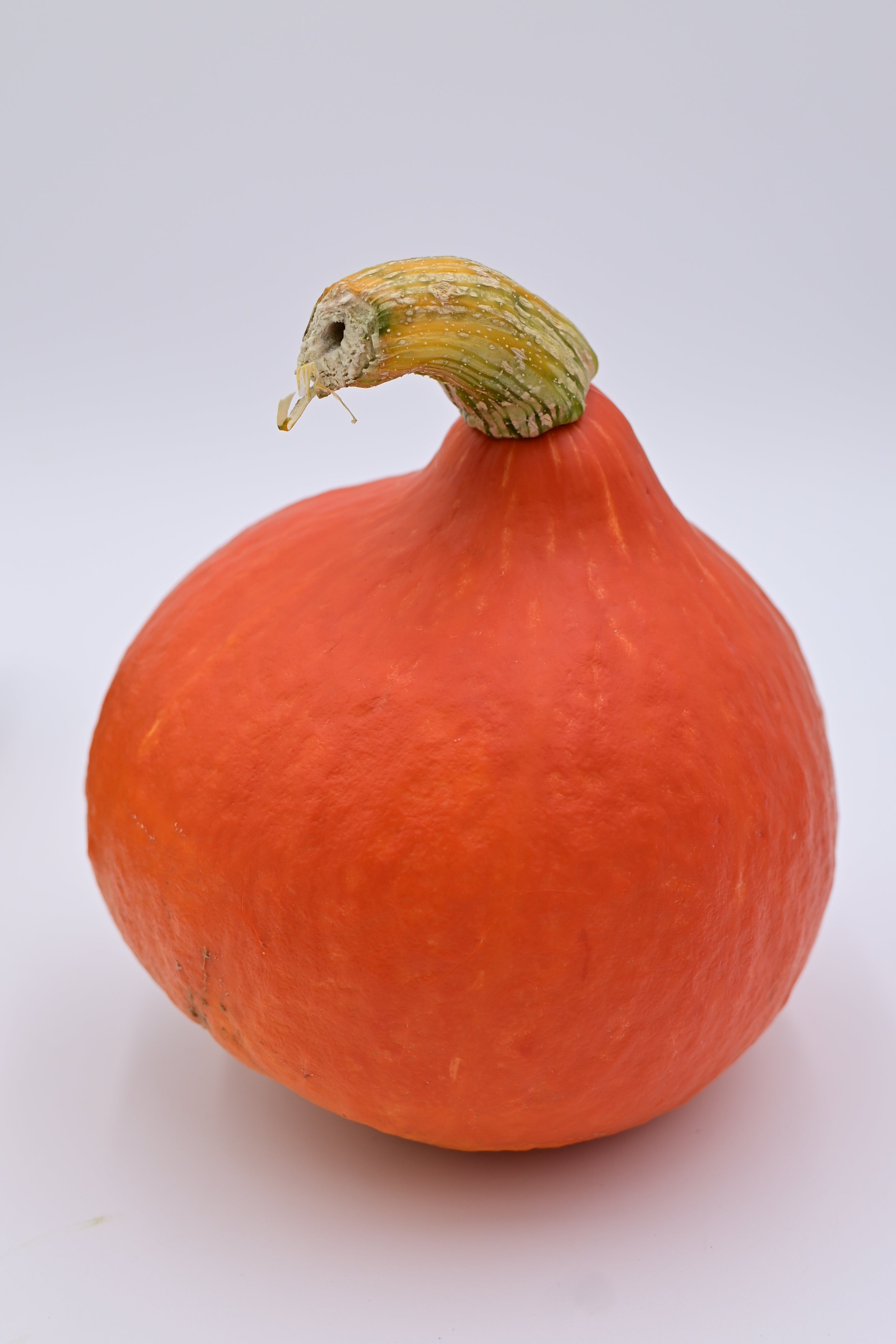 Red Kuri Winter Squash