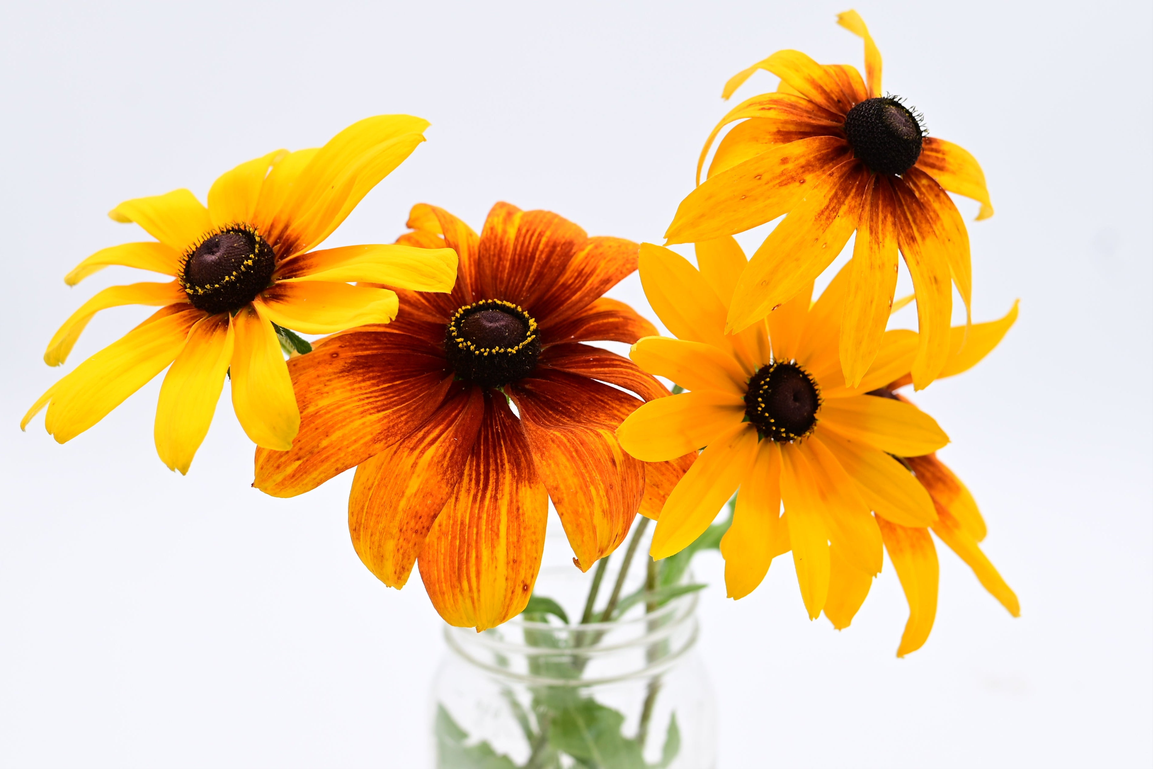 Campfire Series Rudbeckia