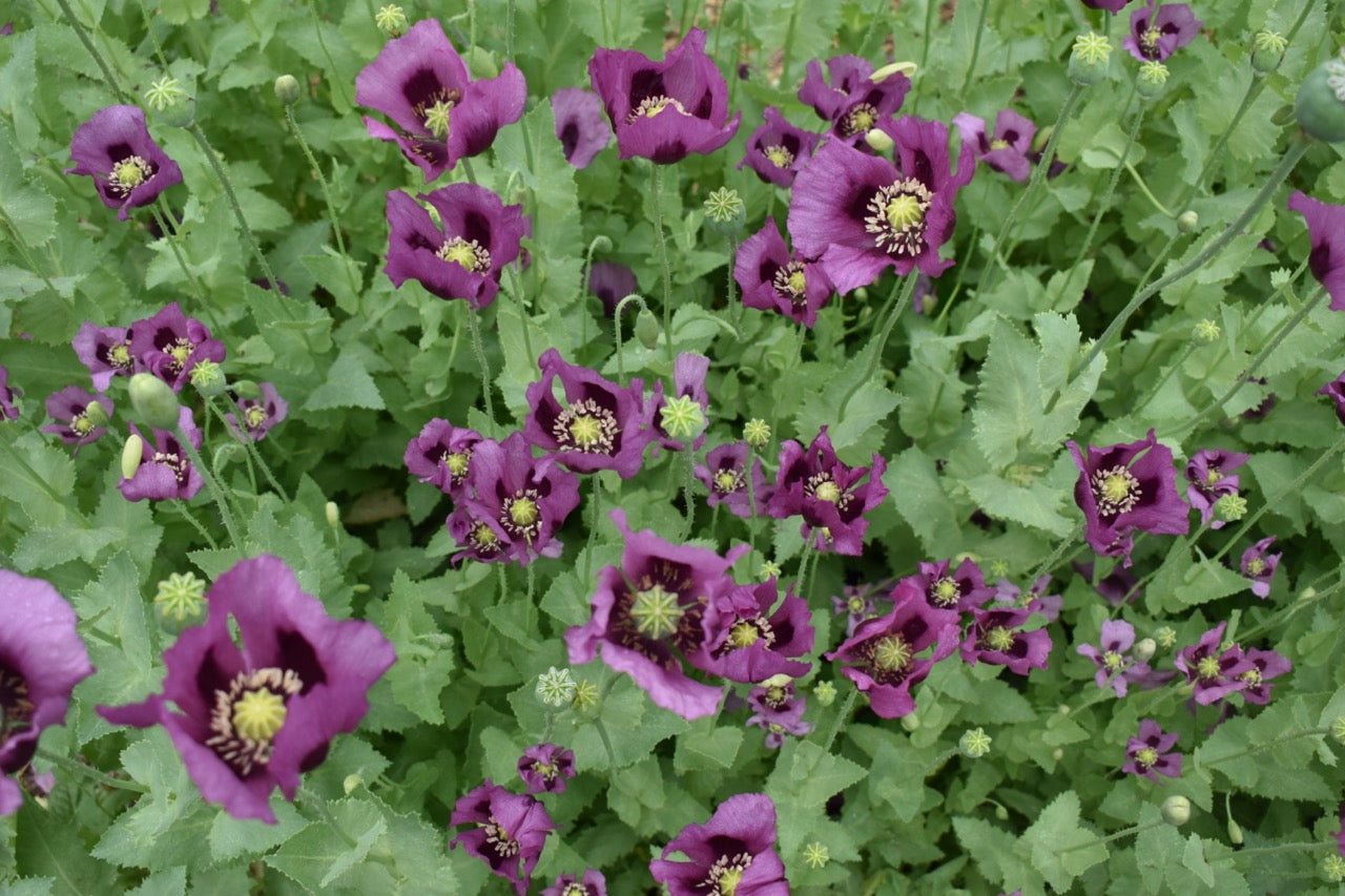 Blue Hungarian Breadseed Heirloom Poppy - Untreated and Non-GMO