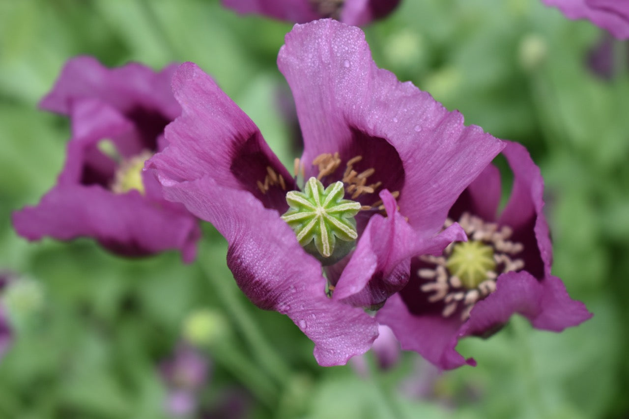 Blue Hungarian Breadseed Heirloom Poppy - Untreated and Non-GMO