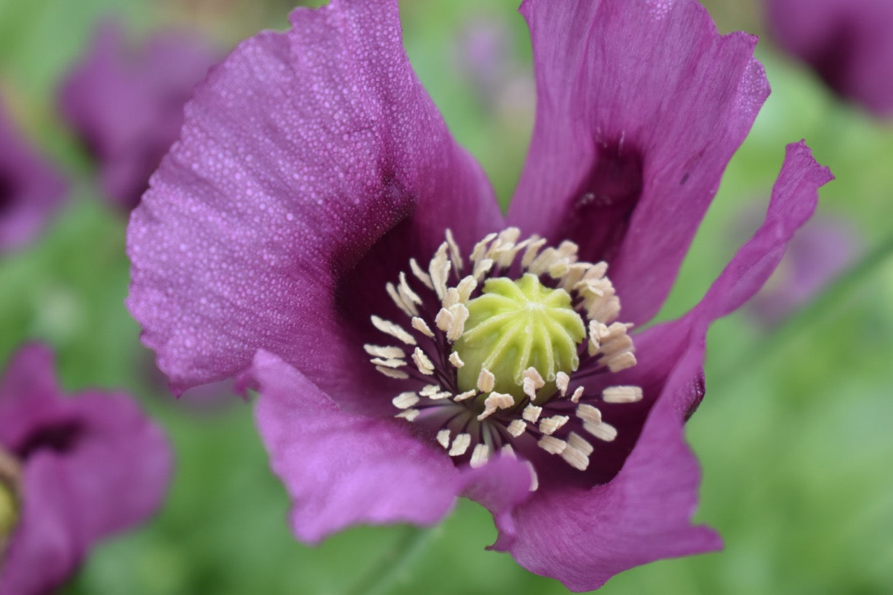 Blue Hungarian Breadseed Heirloom Poppy - Untreated and Non-GMO