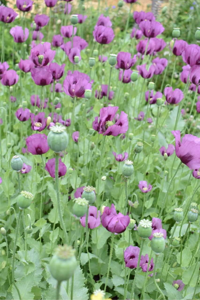 Blue Hungarian Breadseed Heirloom Poppy - Untreated and Non-GMO