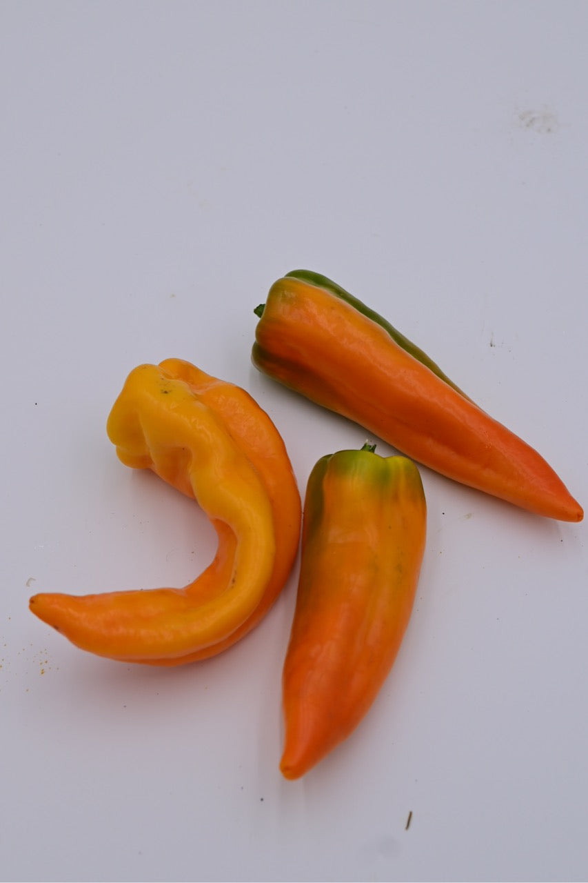 Gatherer's Gold Sweet Italian Frying Pepper - Organic