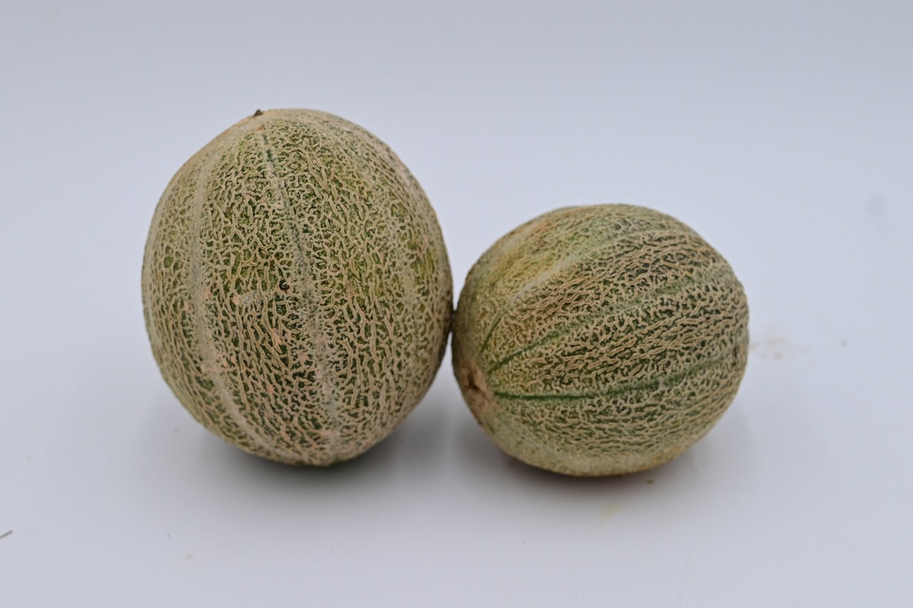 Fordhook Gem Heirloom Honeydew Muskmelon - Organic