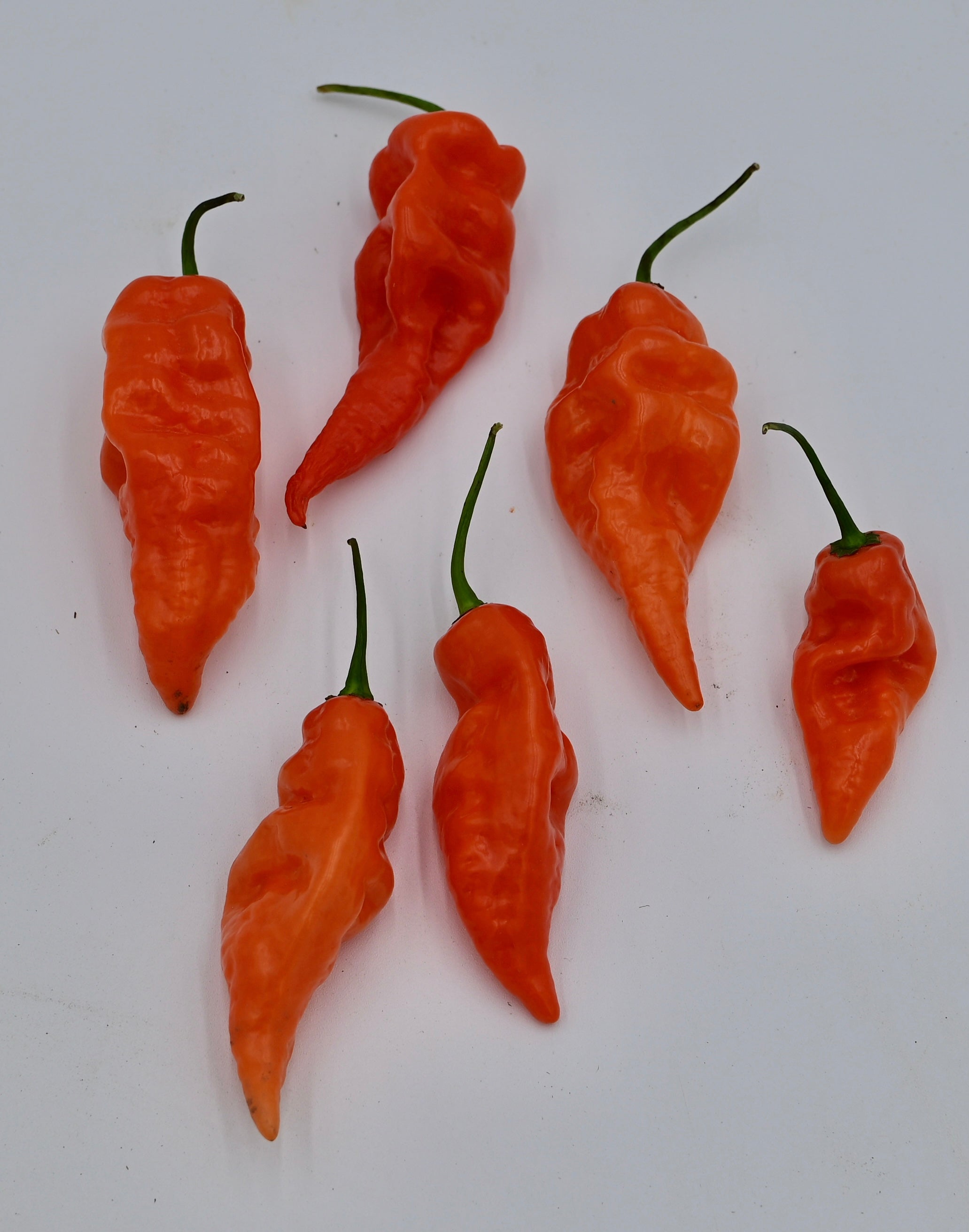 Habanada Heatless Habanero Pepper - Organic