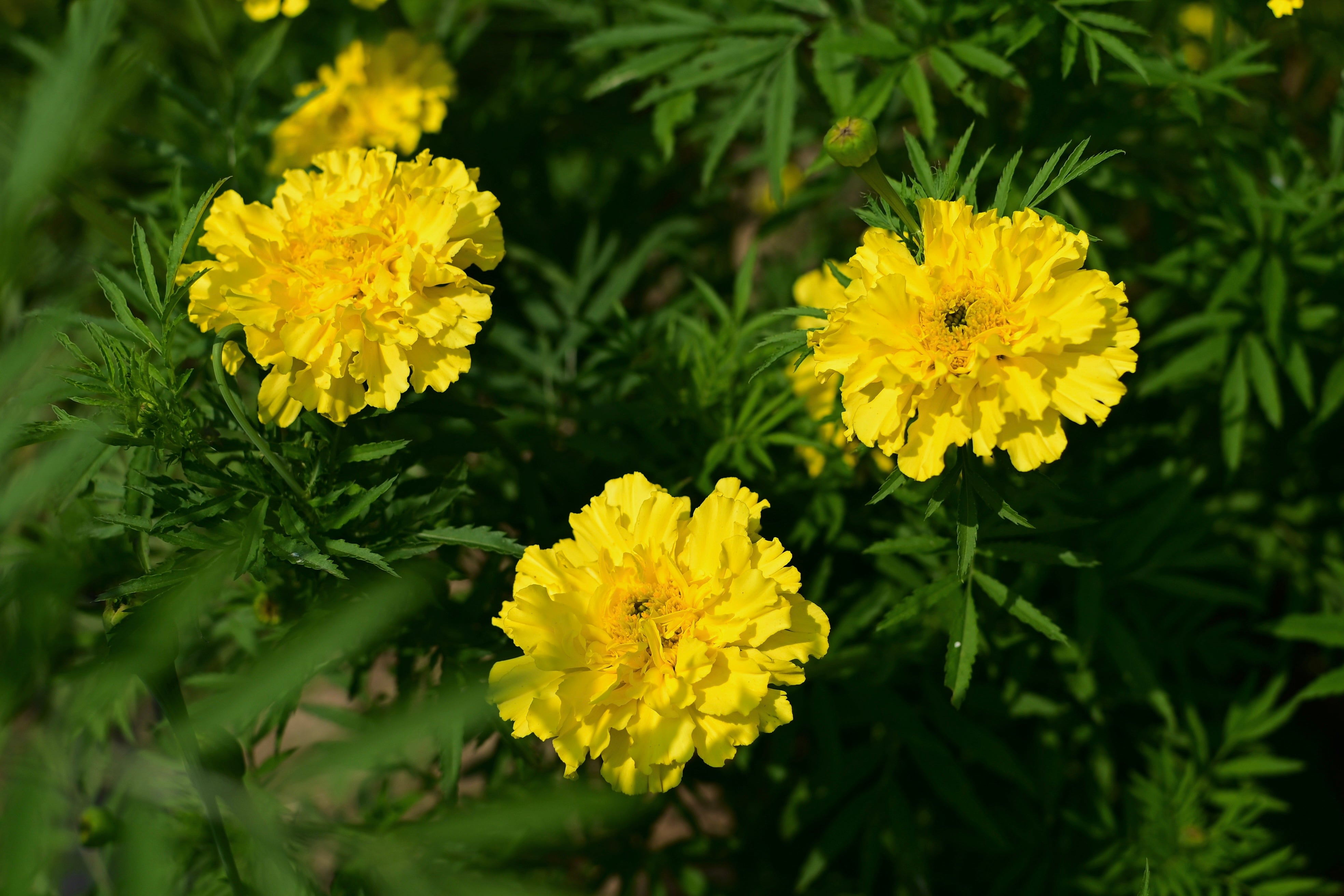 Afternoon Lemonade Giant Yellow Marigold - Organic