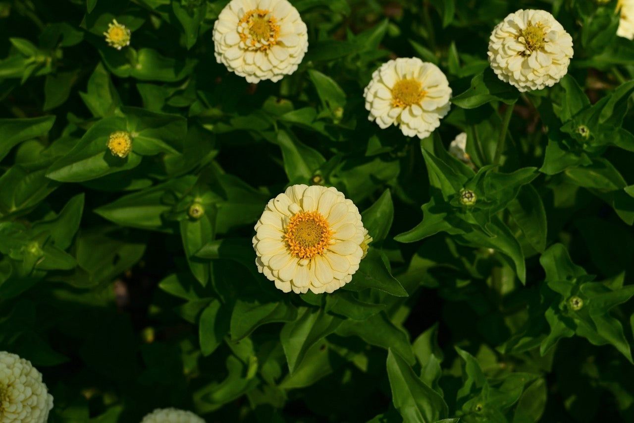 Oklahoma Ivory Pastel White Zinnia - Organic and OSSI