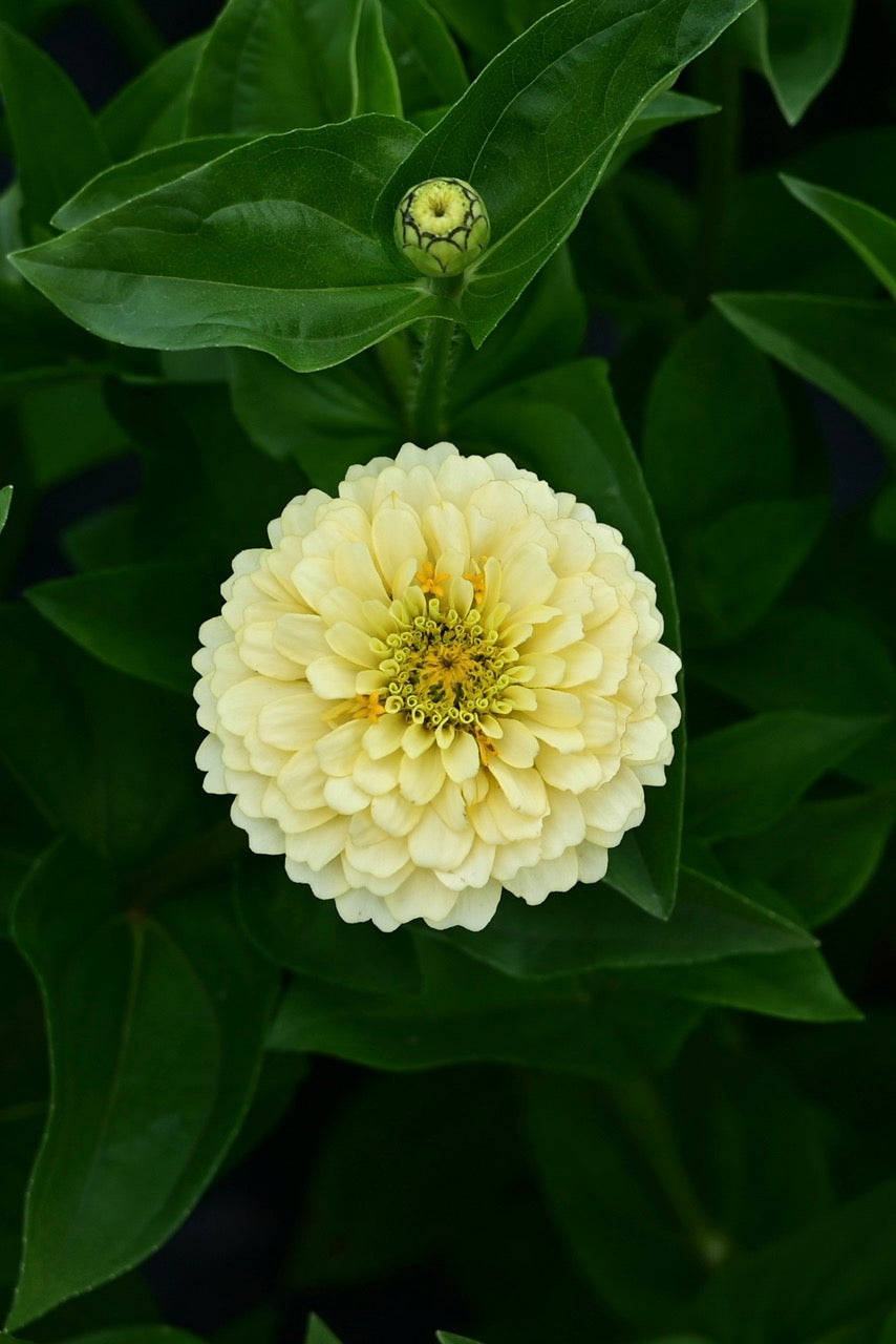 Oklahoma Ivory Pastel White Zinnia - Organic and OSSI