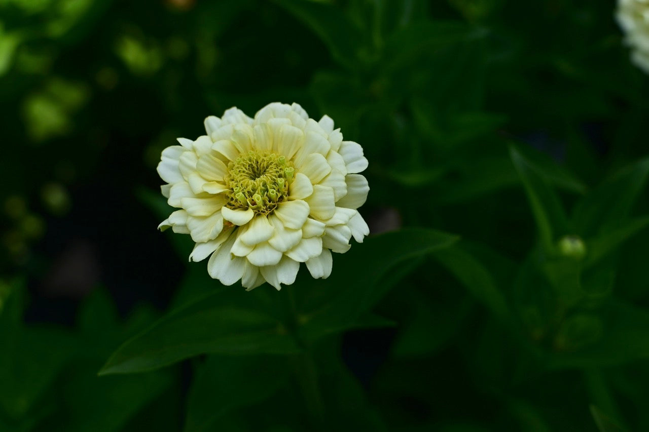 Oklahoma Ivory Pastel White Zinnia - Organic and OSSI