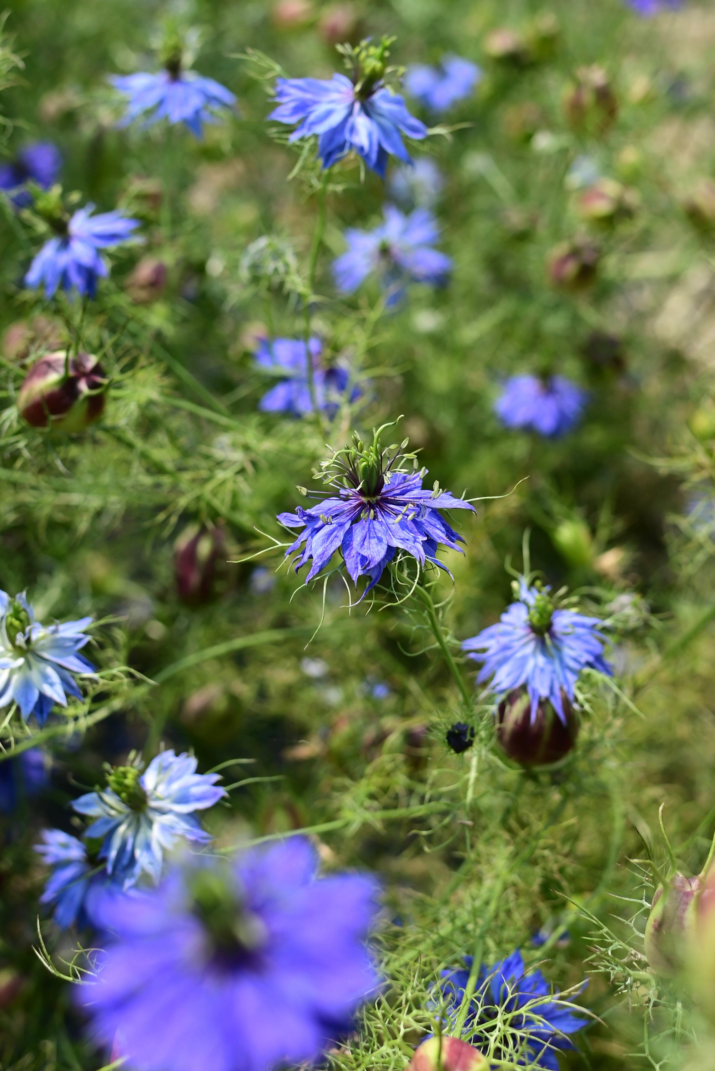 Miss Jekyll Dark Blue Nigella AKA Love in a Mist - Organic