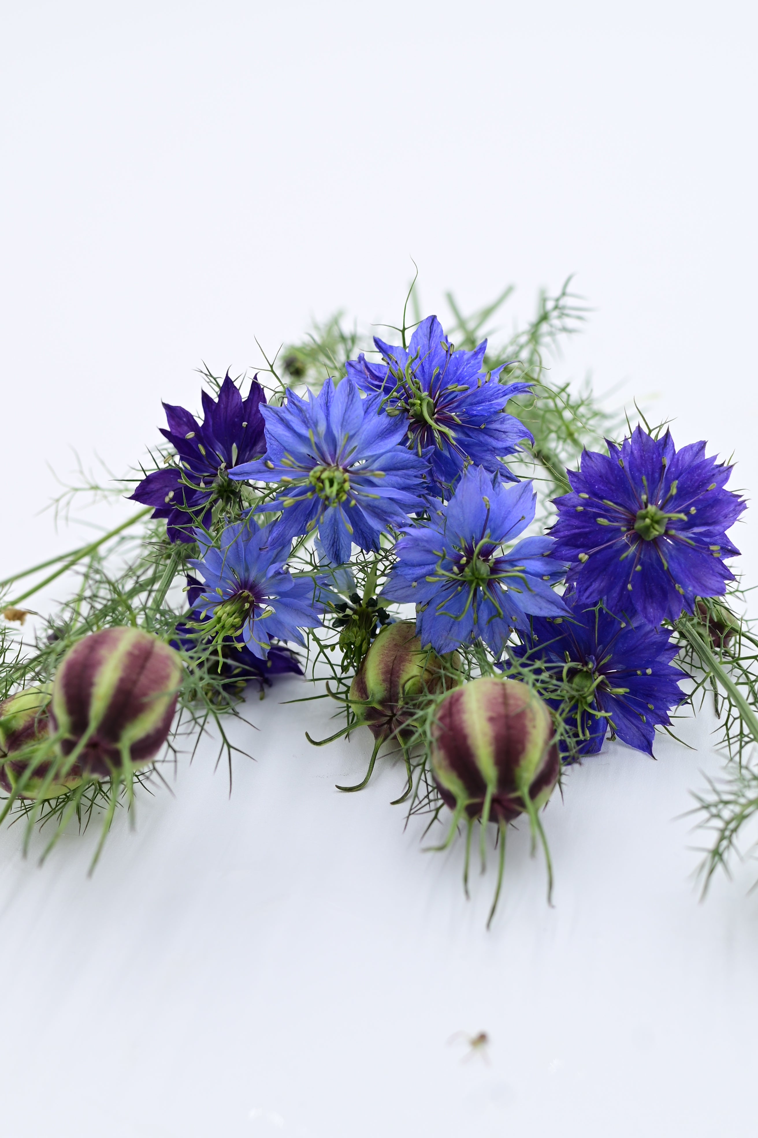 Miss Jekyll Dark Blue Nigella AKA Love in a Mist - Organic