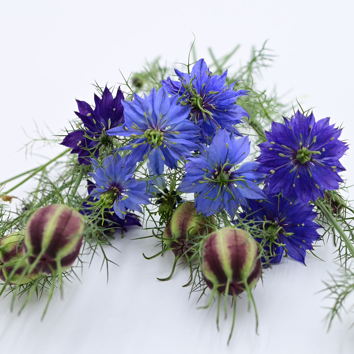 ラブカSAPPHIRE MOON 朝香果林 SEC Mele Kalikimocha Coffee - Lion Coffee