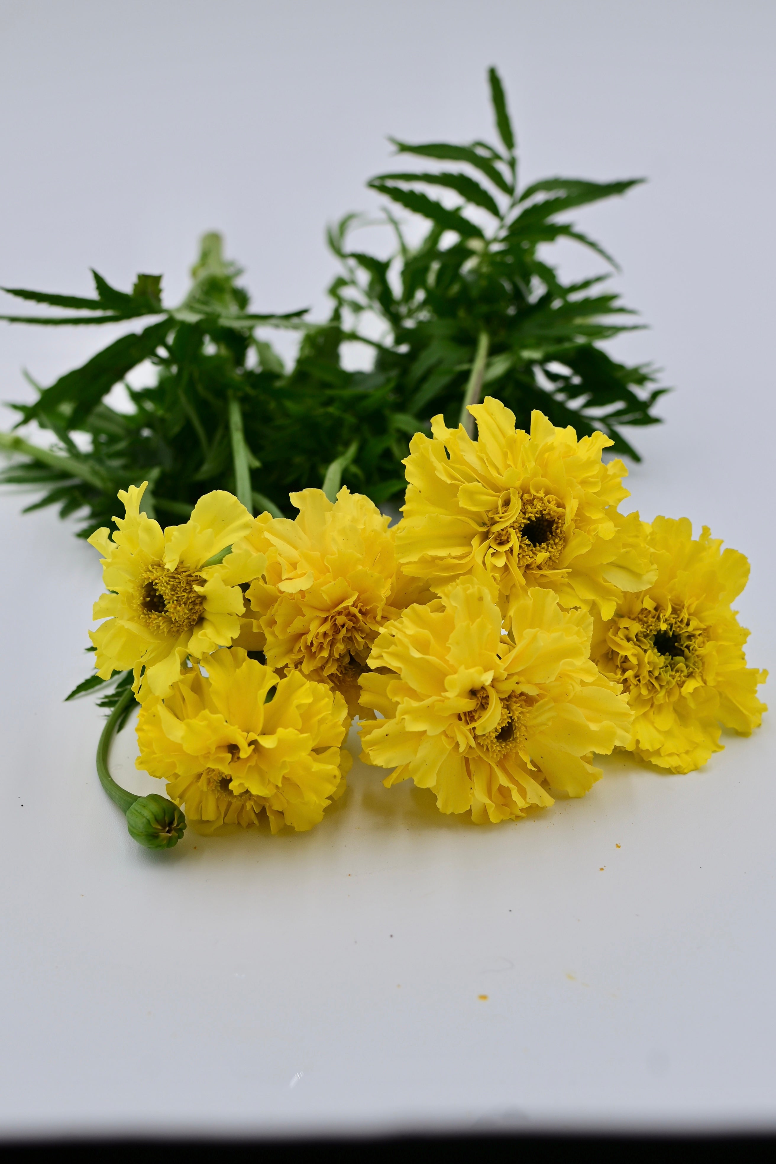 Afternoon Lemonade Giant Yellow Marigold - Organic