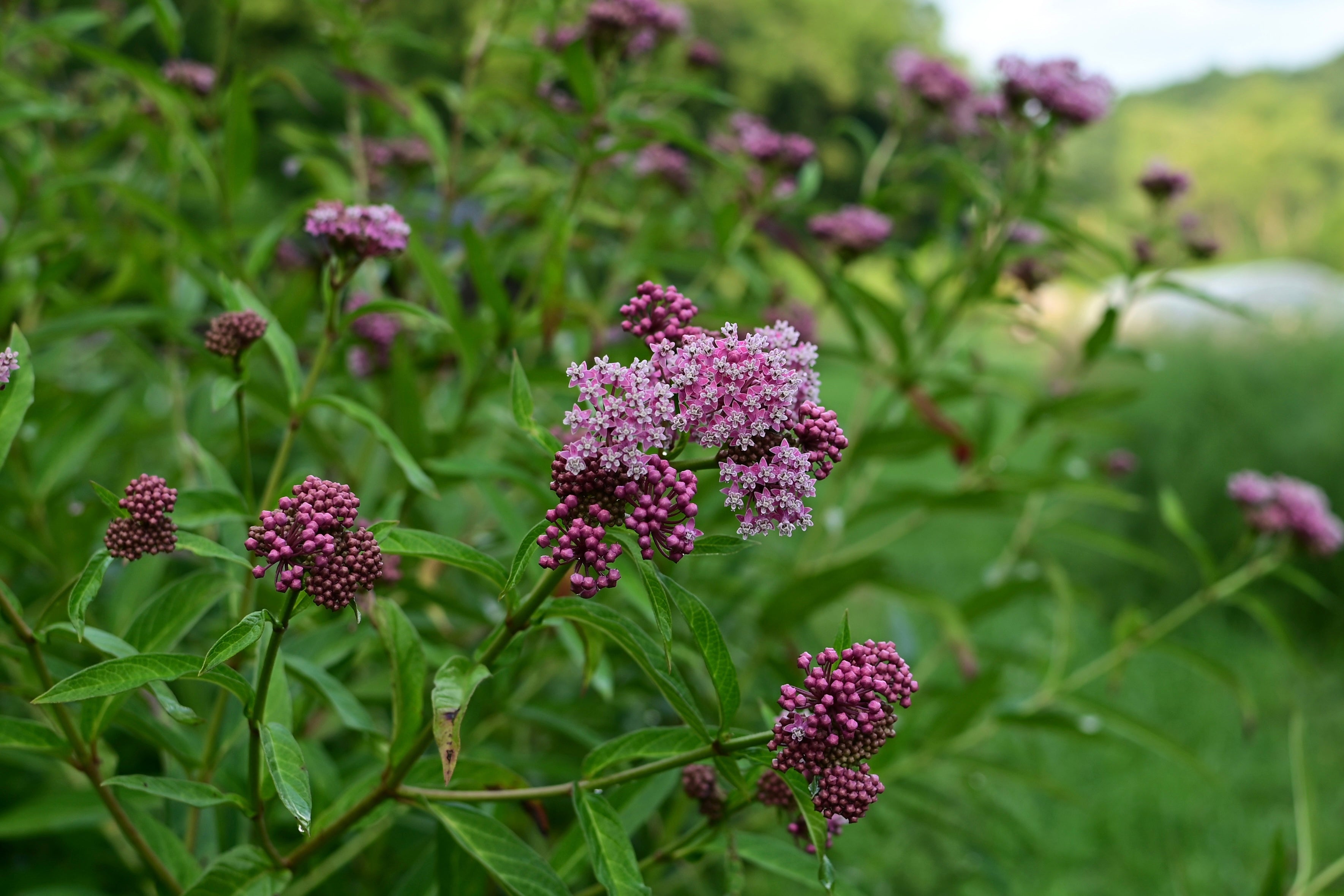 Rose Milkweed Native Flower - Organic
