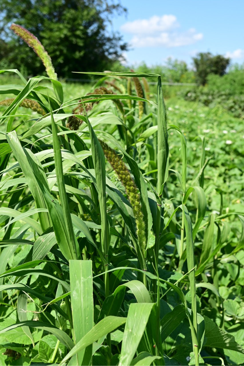 Georgian Foxtail Millet - Organic