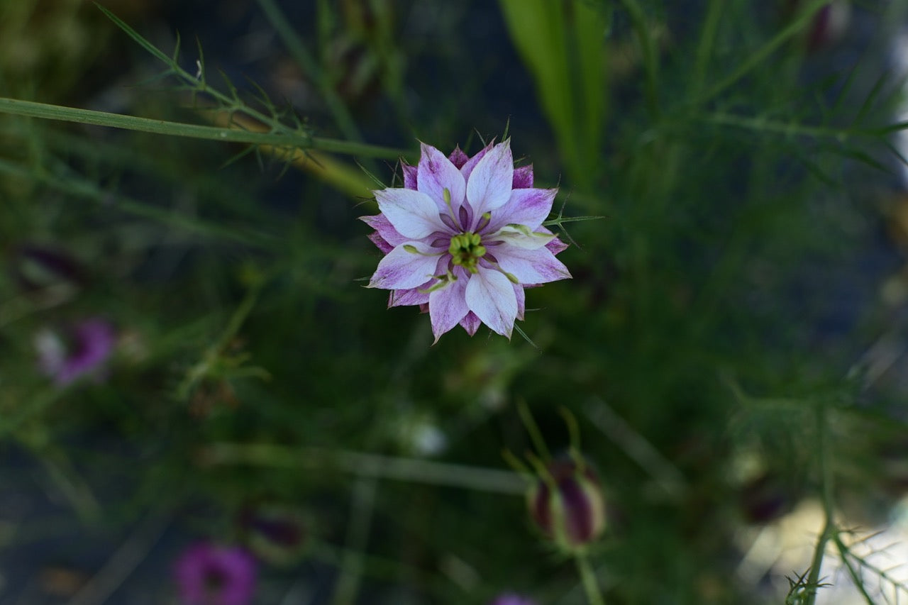 Miss Jekyll Rose Nigella AKA Love in a Mist - Organic