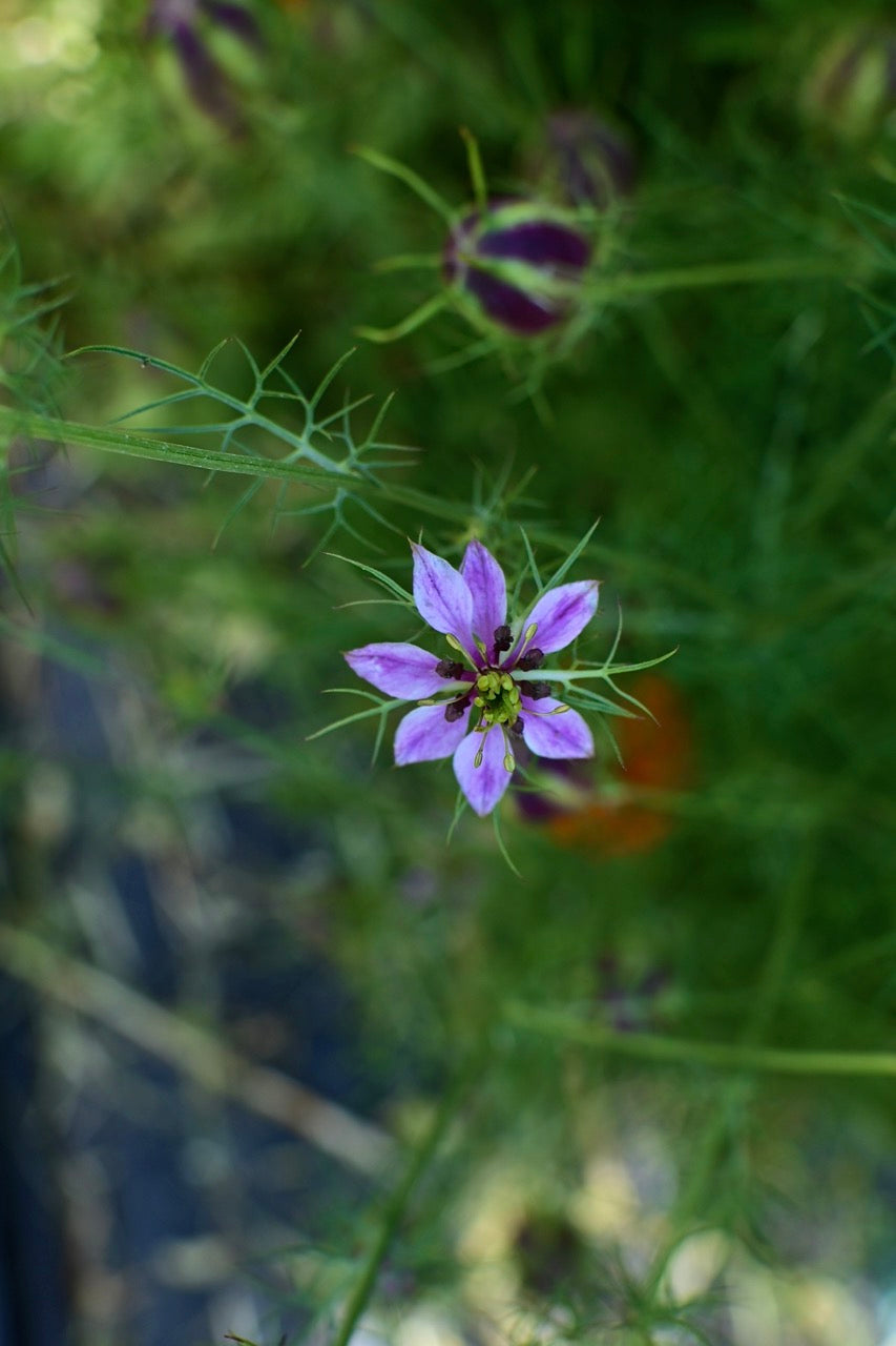 Miss Jekyll Rose Nigella AKA Love in a Mist - Organic