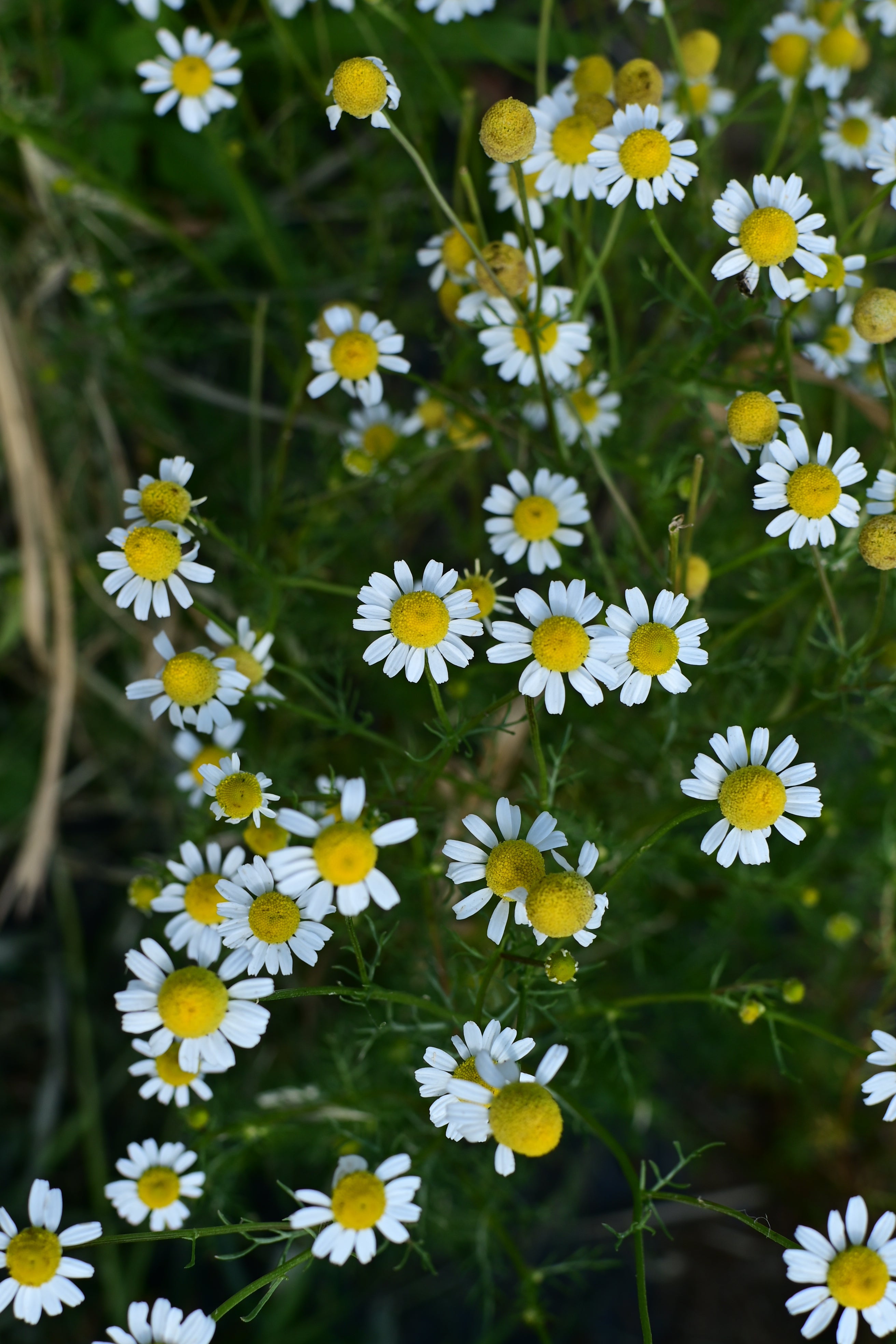 Chamomile Edible Flower and Calming Herb - Organic