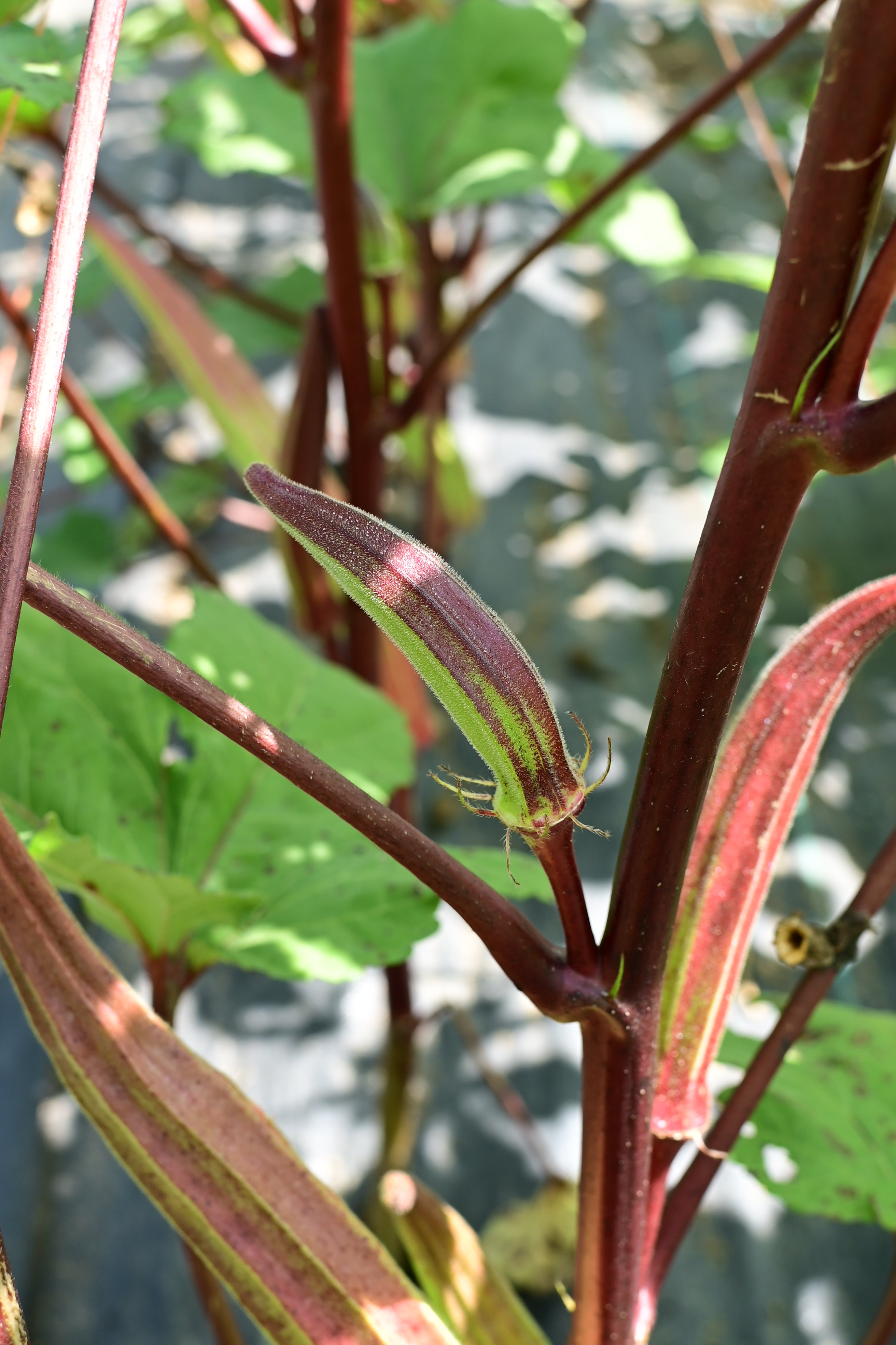 Red 98 Spineless Okra - Organic