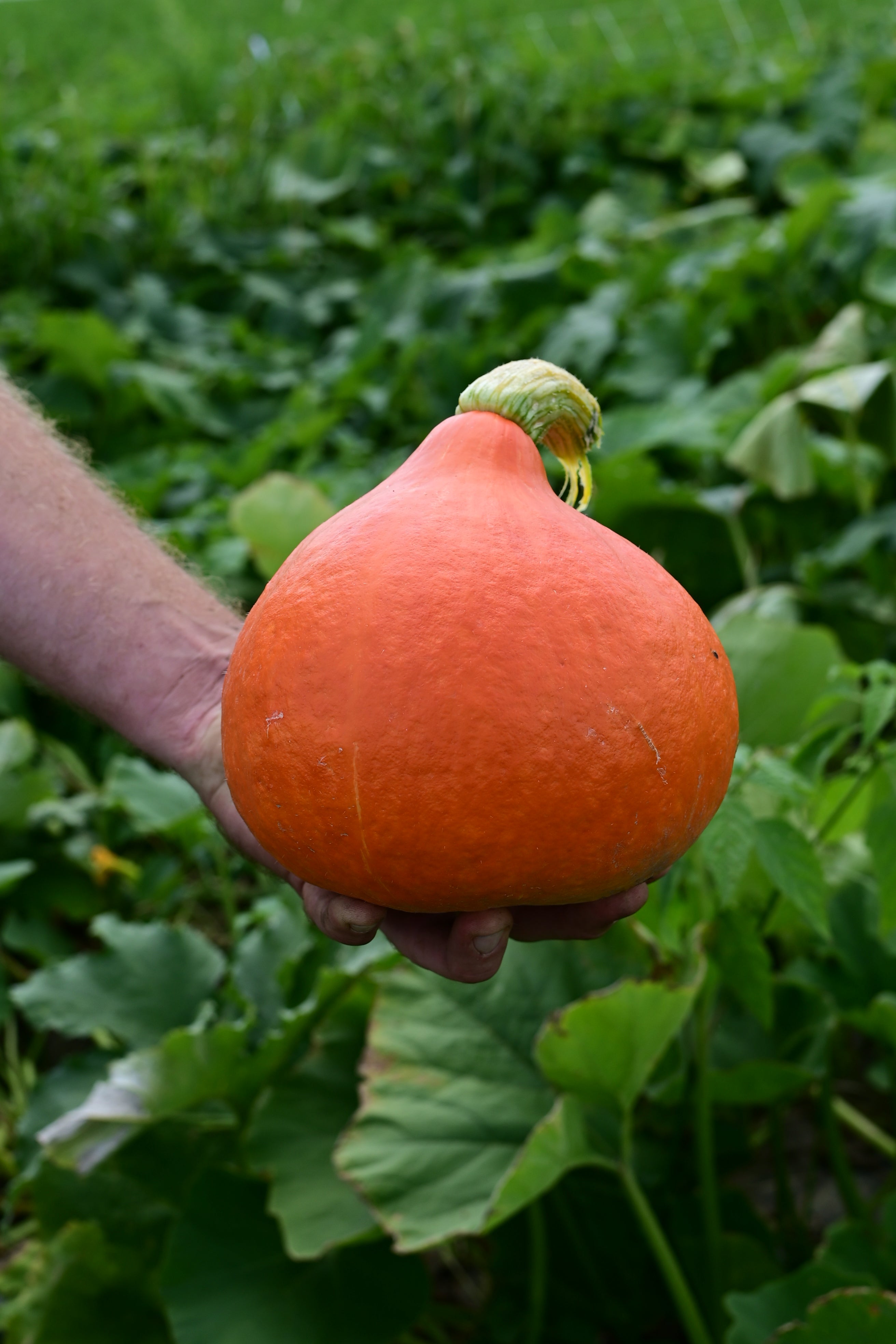 Red Kuri Winter Squash